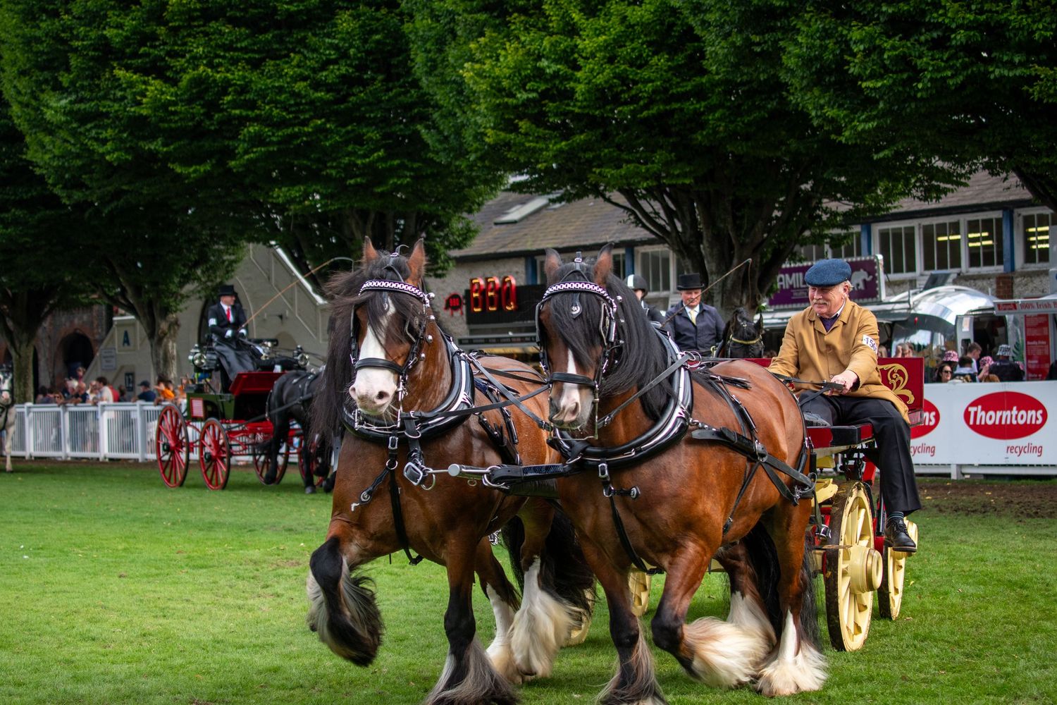 Heavy draft horses pulling a carriage on green grass during a show event.