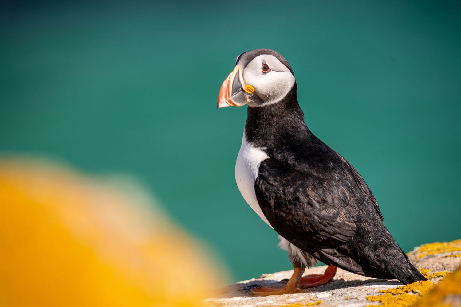 Atlantic puffin with its distinctive colorful beak perched against a turquoise background.