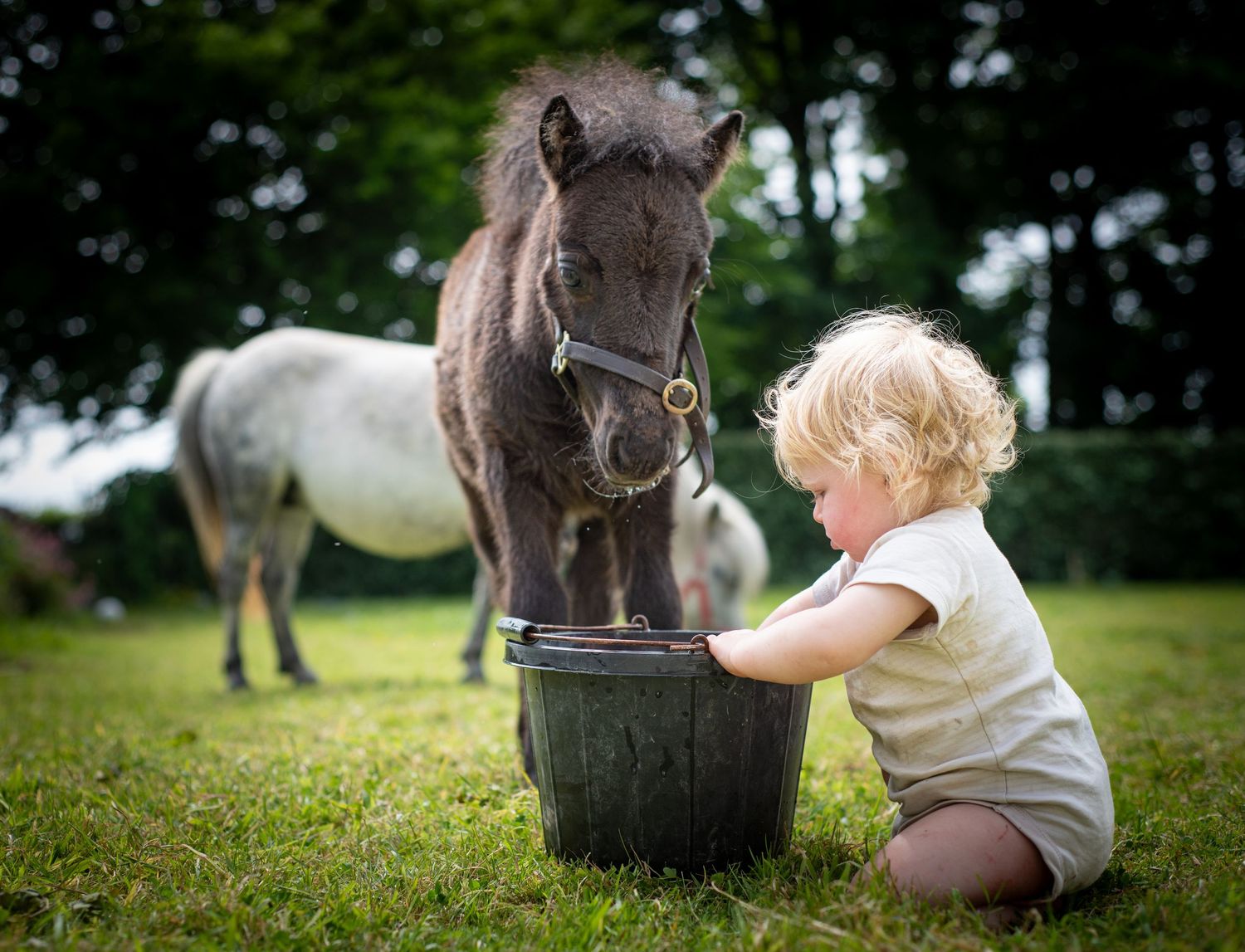 Close up shot of a horse's nose and face in a grassy field.