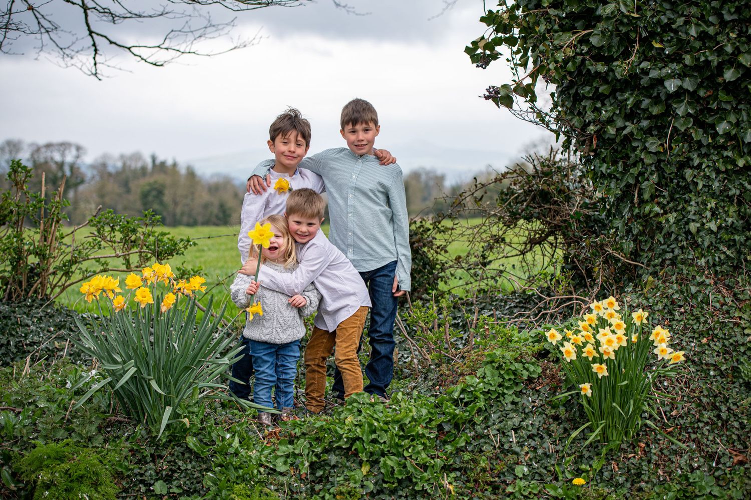 Spring garden scene with blooming yellow daffodils and greenery.