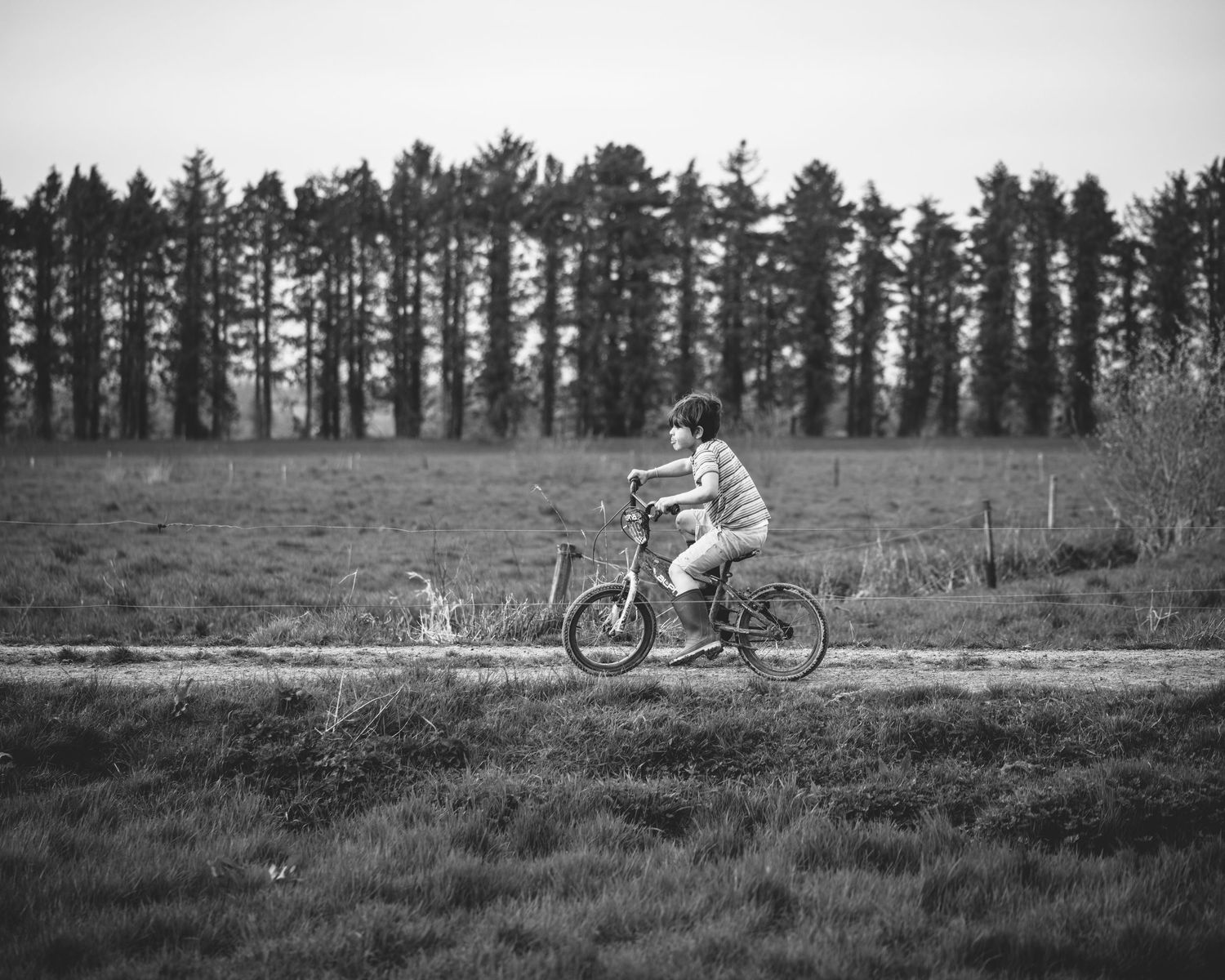 Black and white photograph showing someone riding a bicycle along a path with tall pine trees.