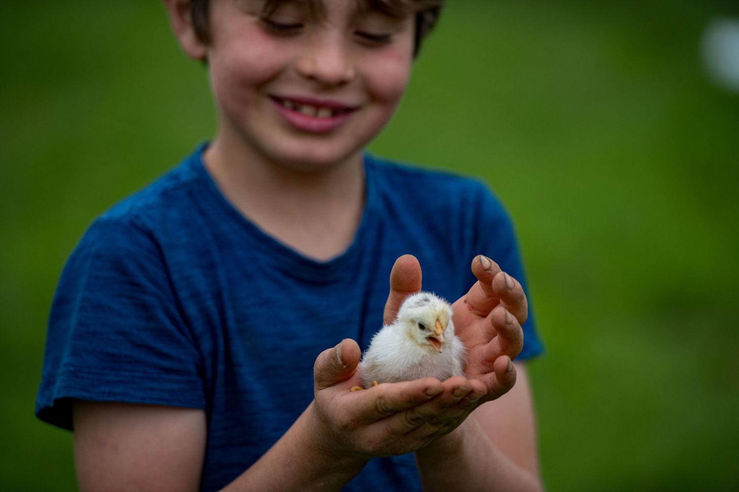 A child in a blue shirt gently holds a small white bunny in their hands.