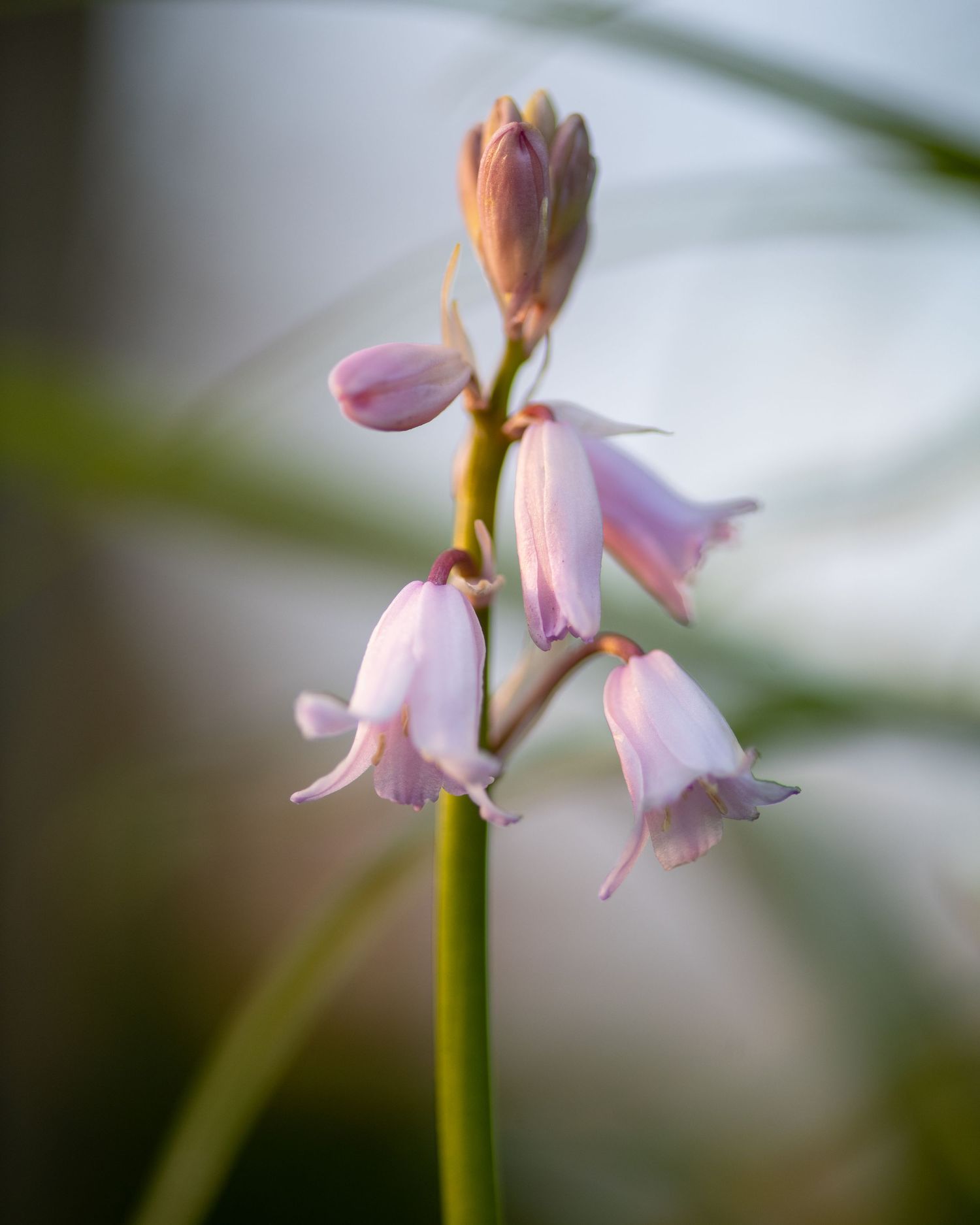 Soft pink bell-shaped flowers on a single stem with dreamy blurred background.