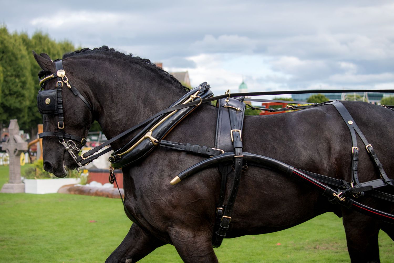 Close-up of black horses in formation wearing traditional driving harnesses.