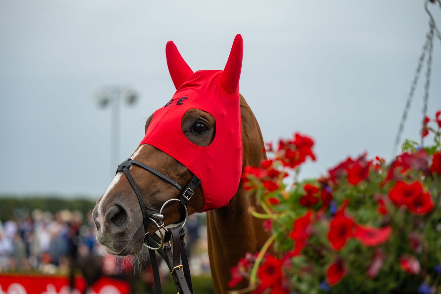 Horse wearing bright red ear bonnet next to red flowers at equestrian event.