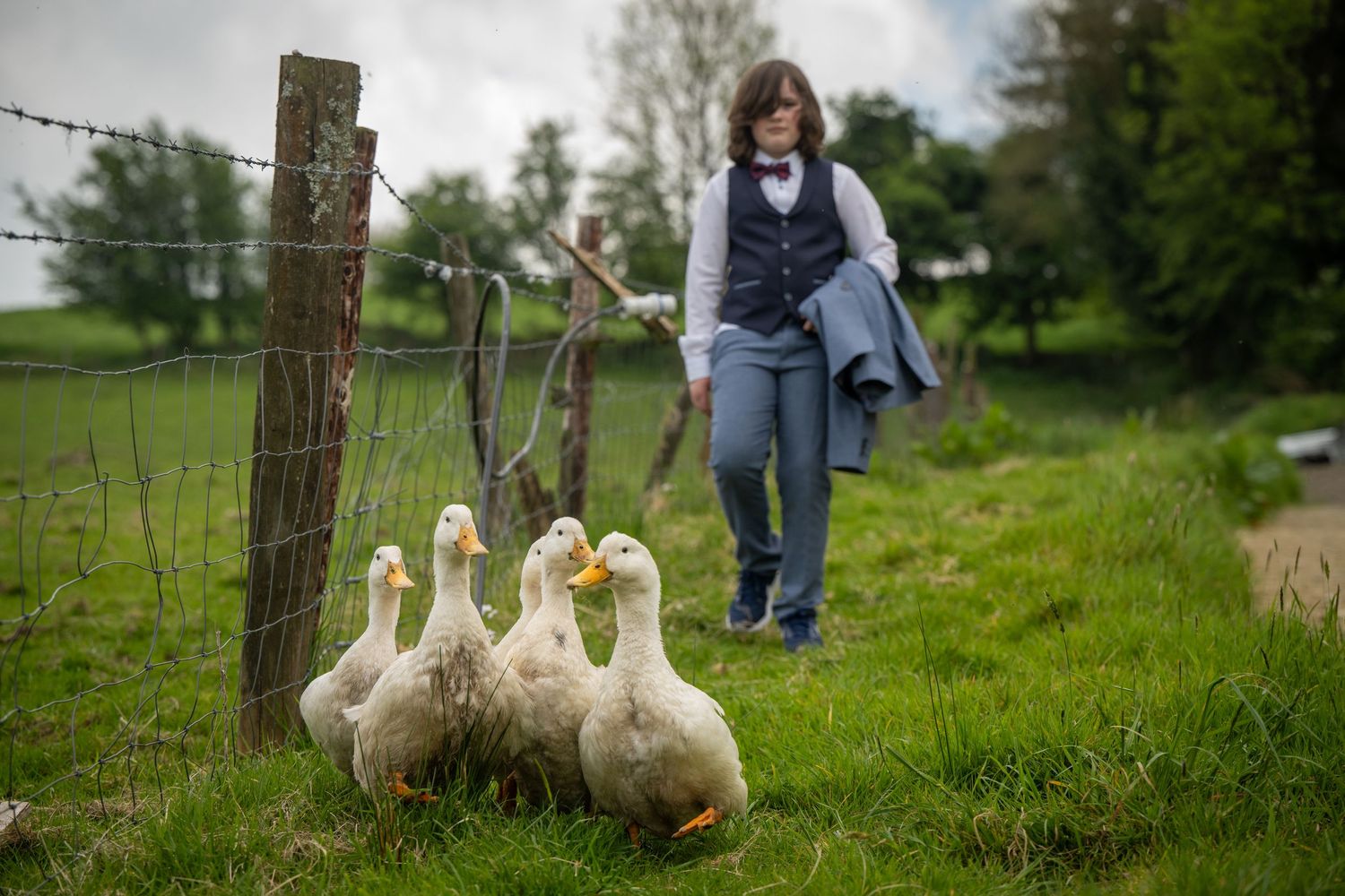 White ducks wandering in a grassy field near wooden fence posts.
