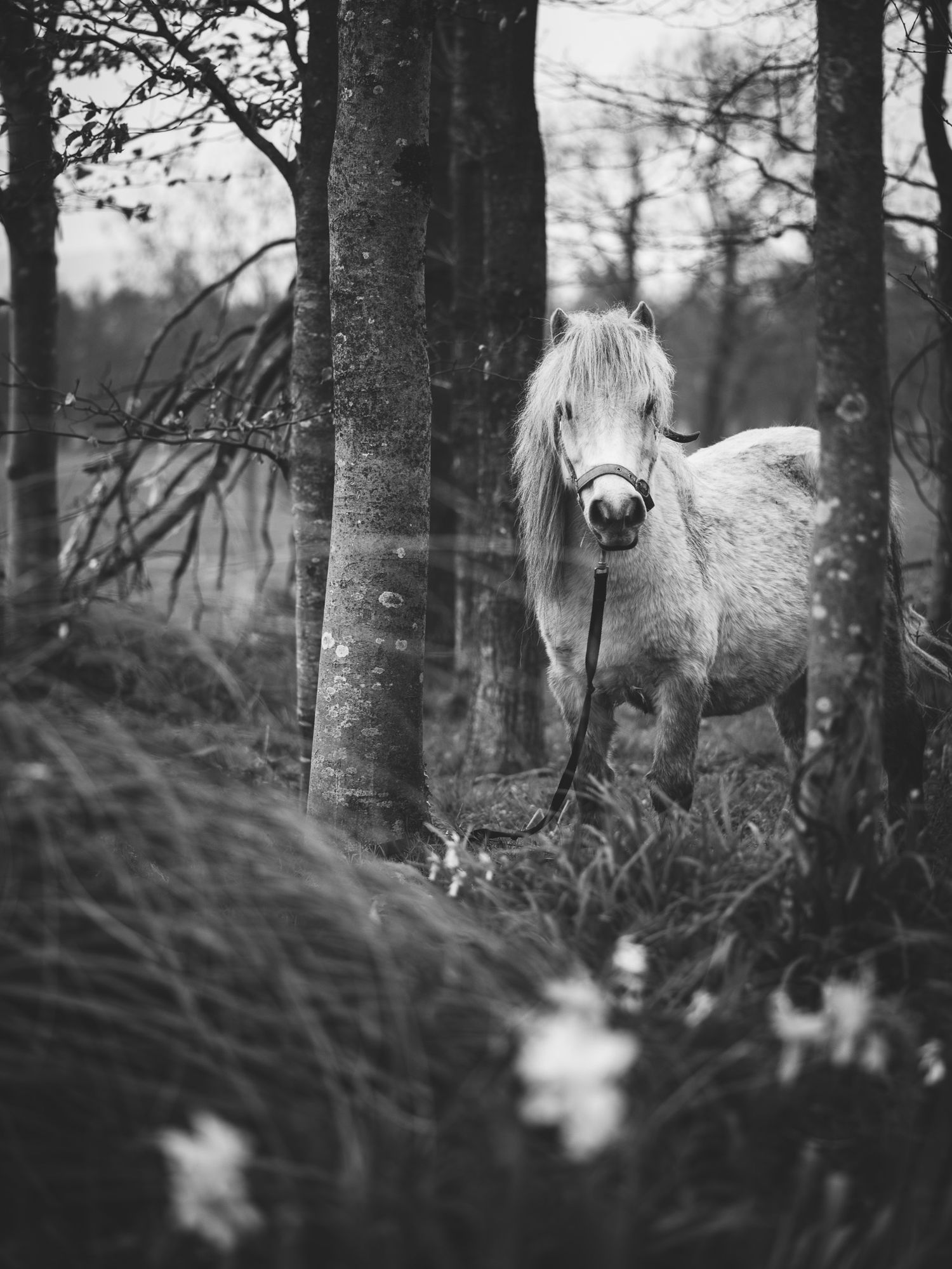 Artistic black and white photo of horses peeking through forest trees.