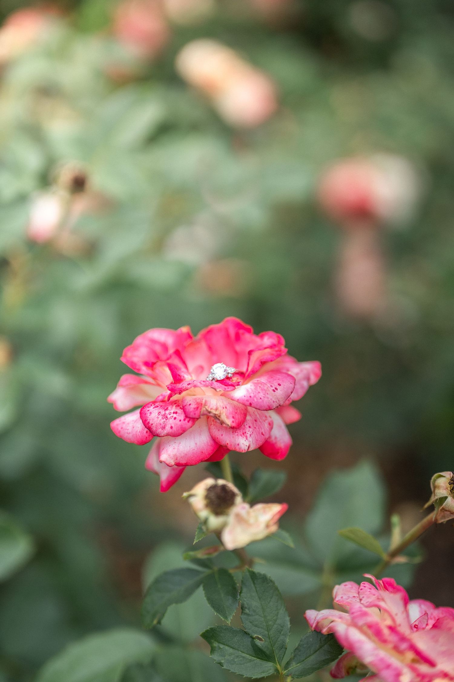 Close-up of a pink rose with water droplets on its petals in soft focus. Northern Virginia Family Photographer