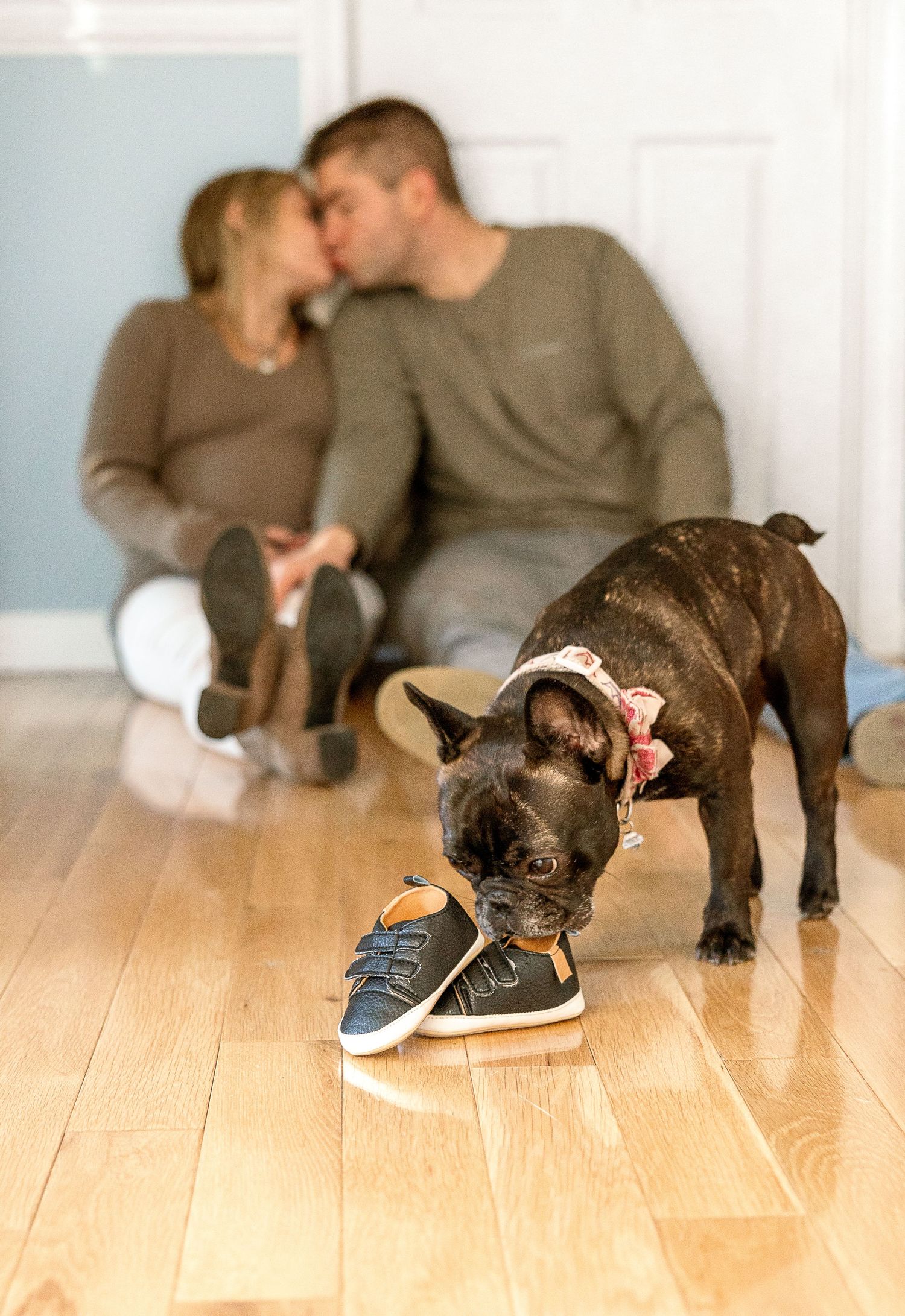 French bulldog puppy investigates a blue sneaker on hardwood floor while couple shares tender moment in background.