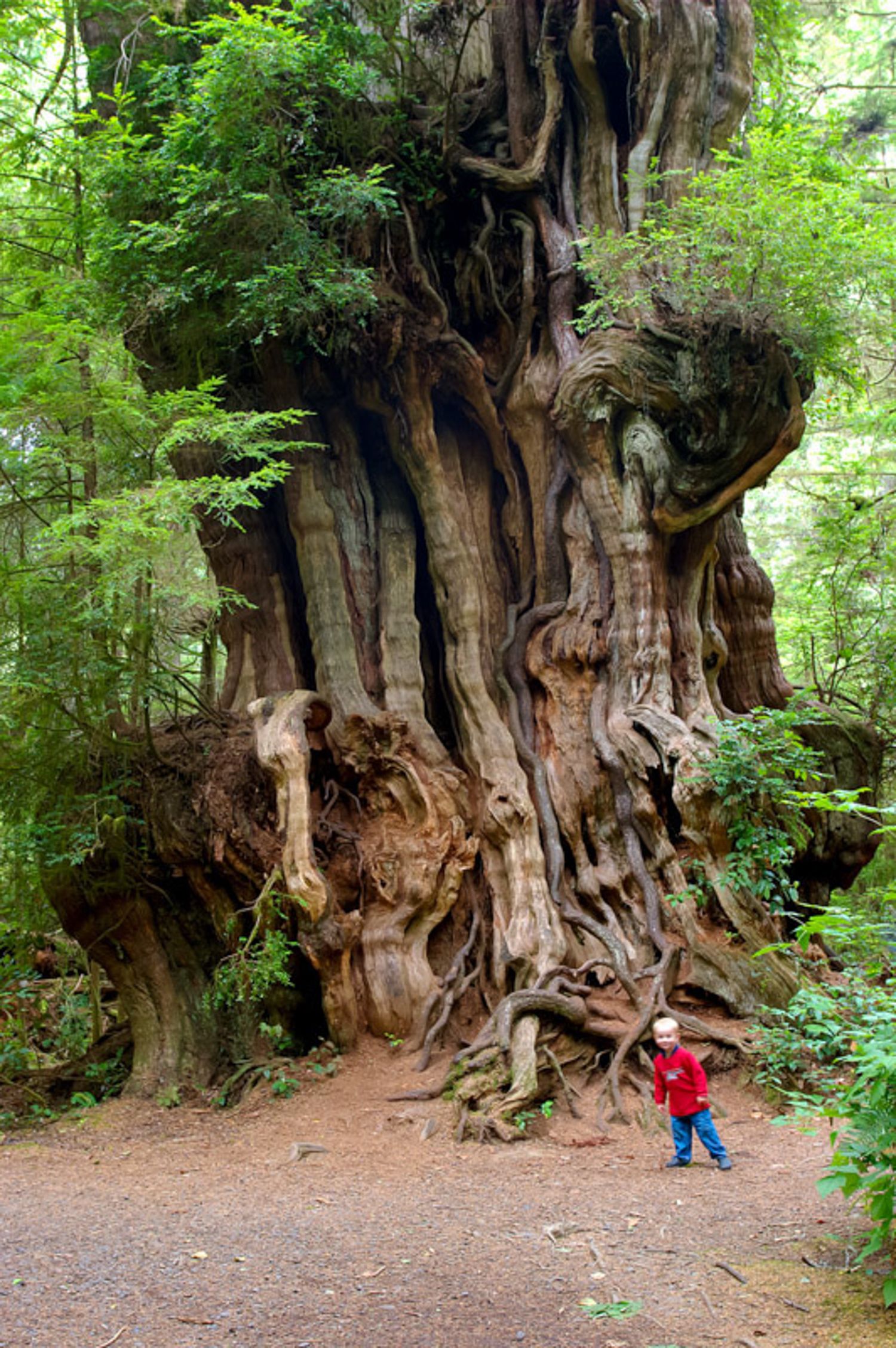 A chid stands next to a massive ancient redwood tree trunk with twisted roots in a lush forest setting of Olympic Peninsula Washington State