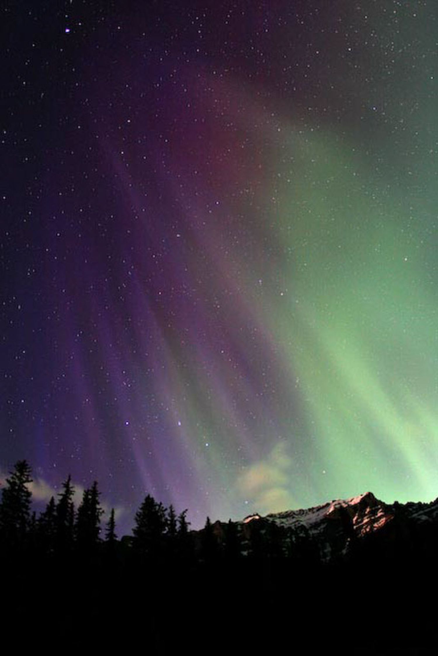 Vibrant purple and green aurora borealis dances across the night sky above a dark forest silhouette. Moraine Lake, Alberta