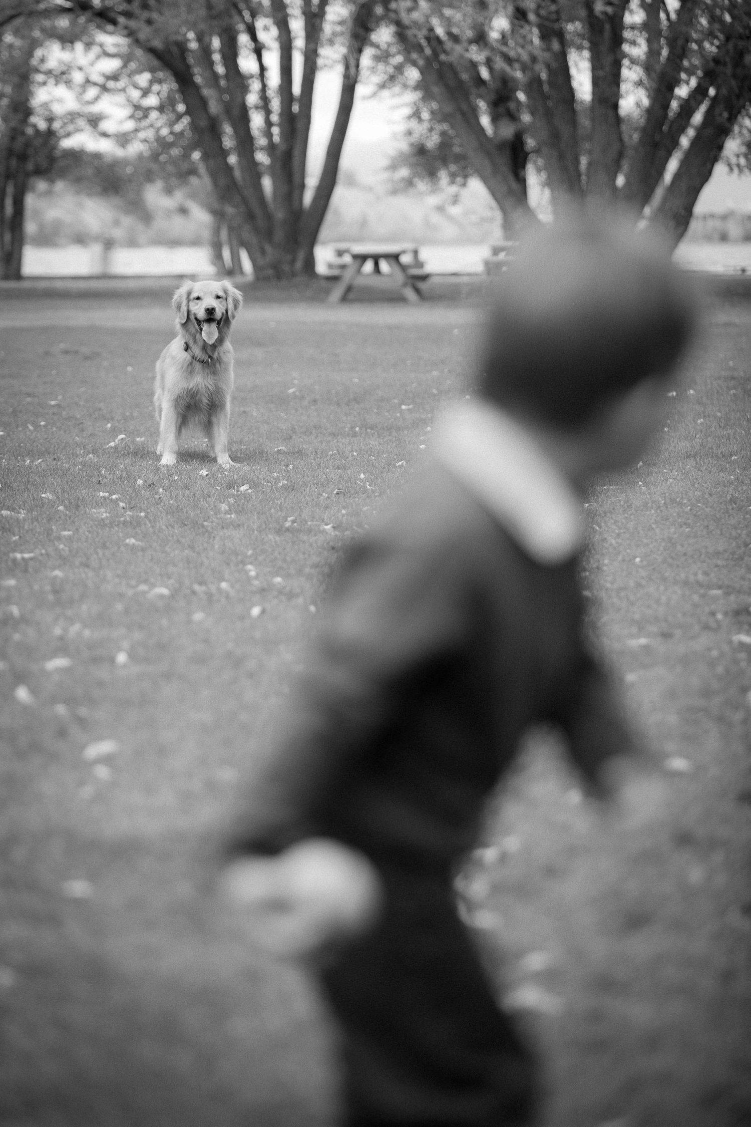 A black and white photo of a Golden Retriever watching someone in the foreground in a park setting with trees Timber Ridge in Windermere, BC