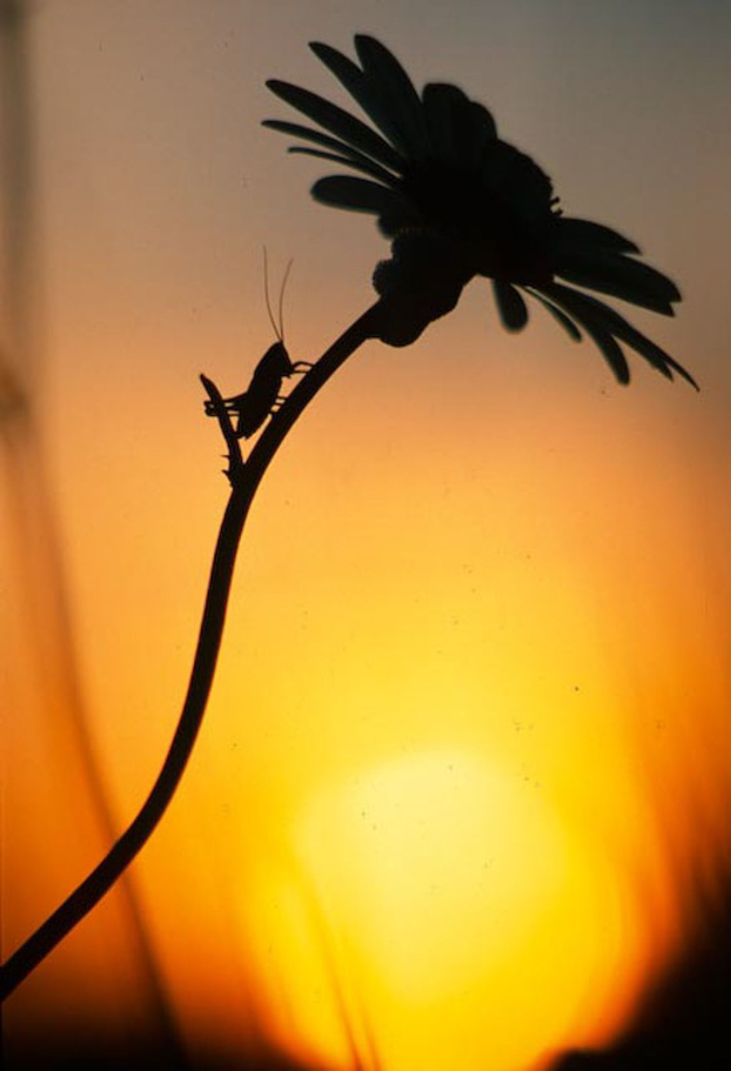 A sequence of silhouetted daisy flowers against a vibrant orange sunset sky creates a dramatic natural composition. Quebec countryside.