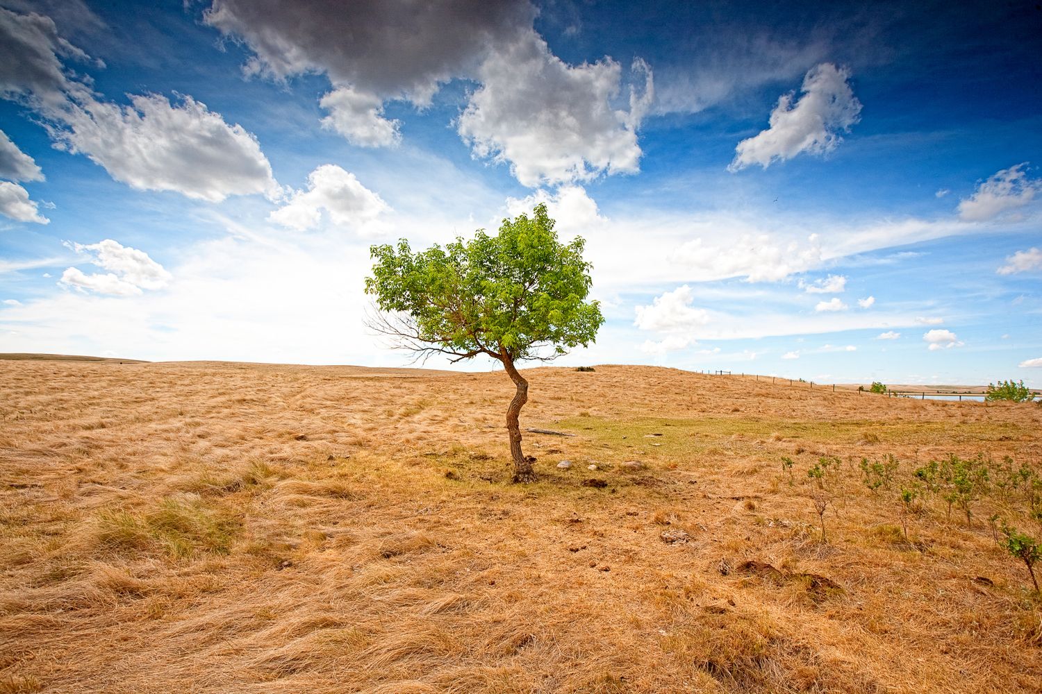 A lone green tree stands in contrast against a barren desert landscape under dramatic cloudy blue skies. Drumheller, Alberta.