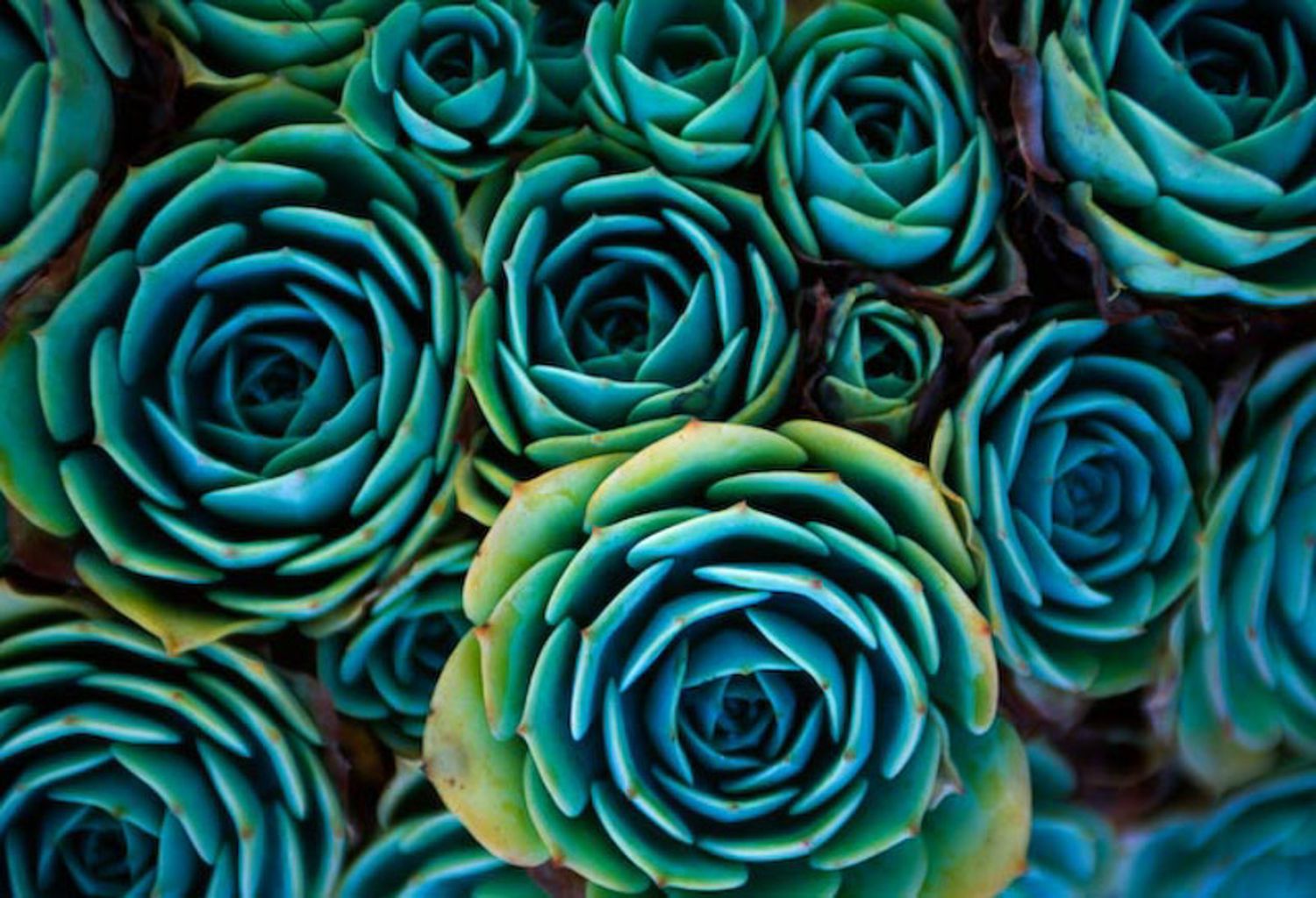Vibrant teal and turquoise roses create a stunning floral pattern with rich, saturated colors.