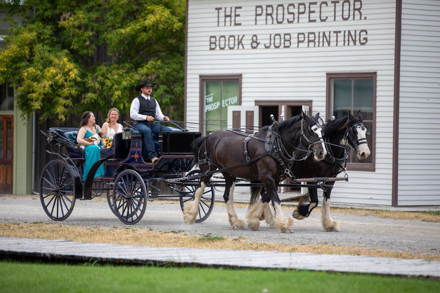 A bride riding a horse carriage to a wedding ceremony site at the old heritage Fort Steele, Cranbrook, BC
