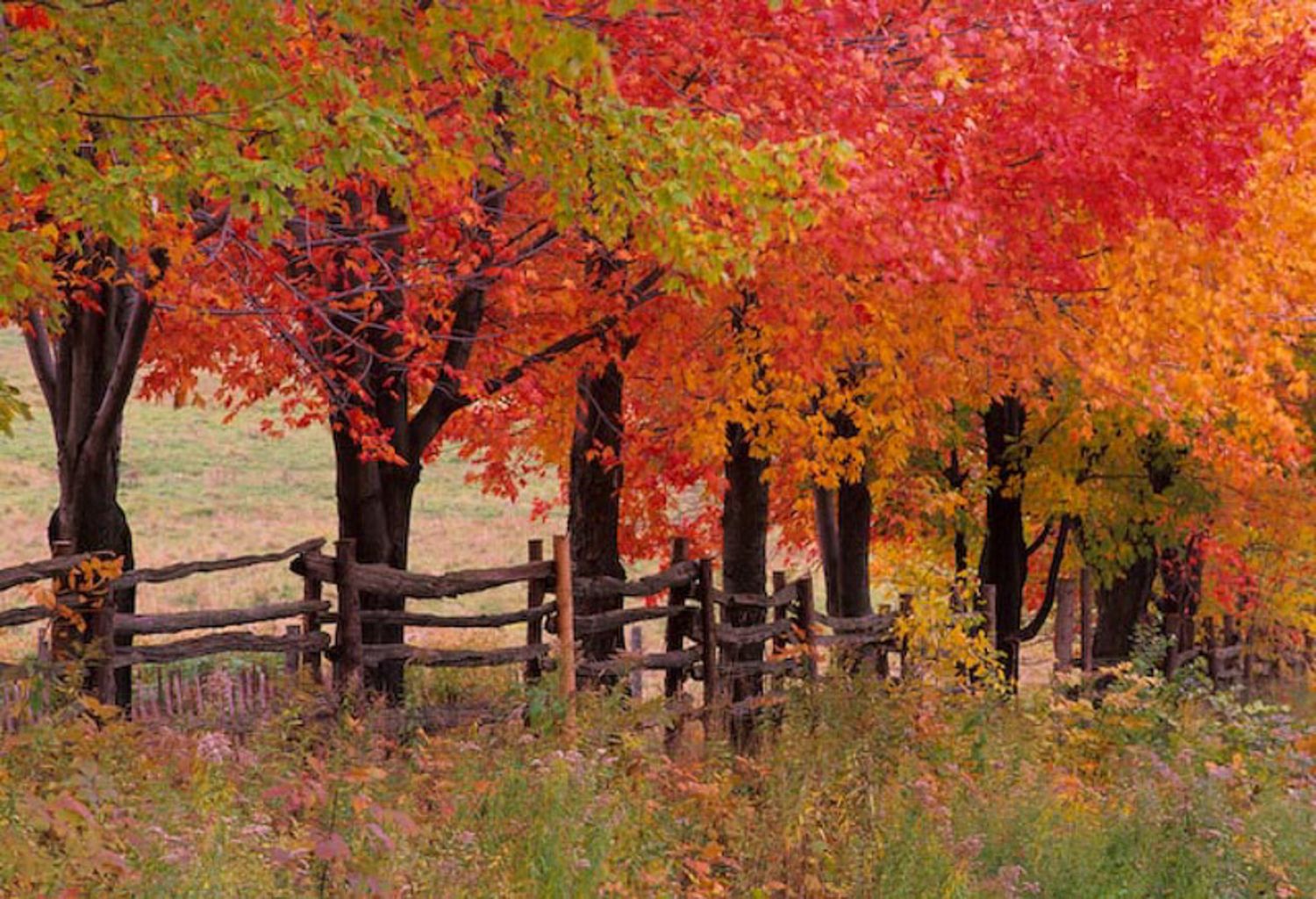 Row of maple trees with vibrant red and orange fall foliage along a rustic wooden fence in autumn. Eastern township, Sherbrook, Quebec.