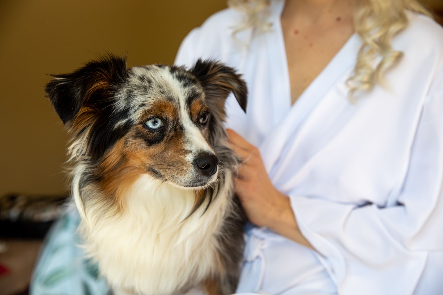 A blue-eyed Australian Shepherd dog being held by a person in a white robe In Canmore.