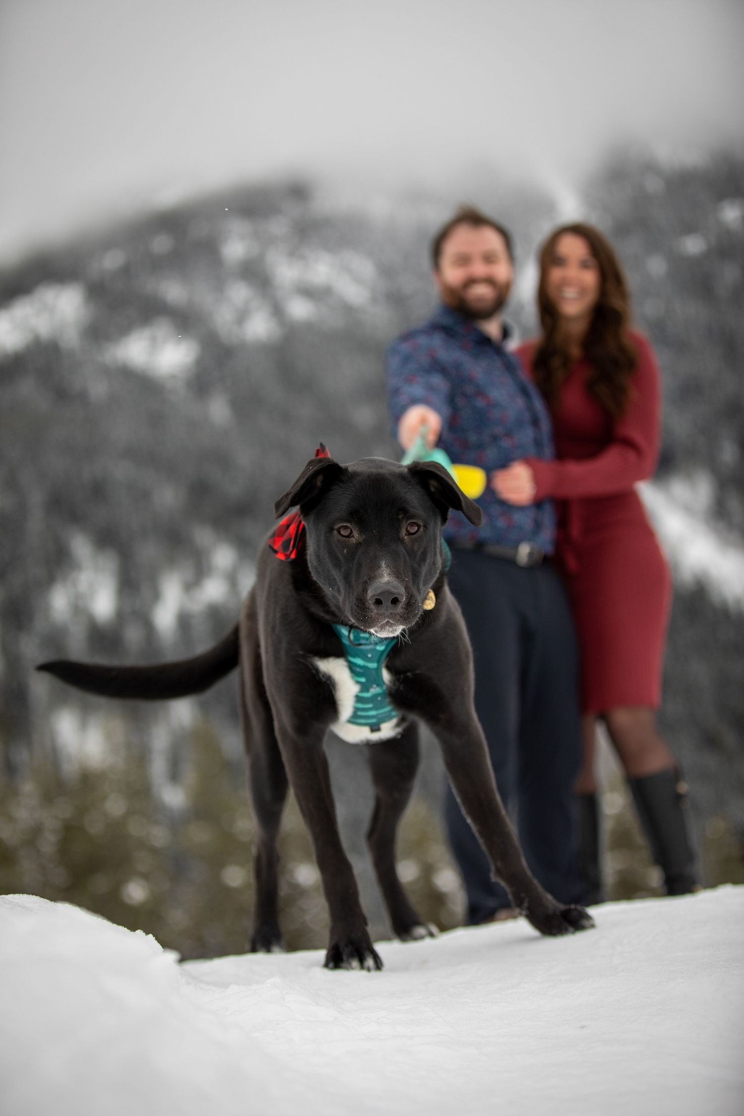Black dog wearing a teal scarf plays in deep winter snow with snowy mountains in the background at Grey Wolf Panorama, BC