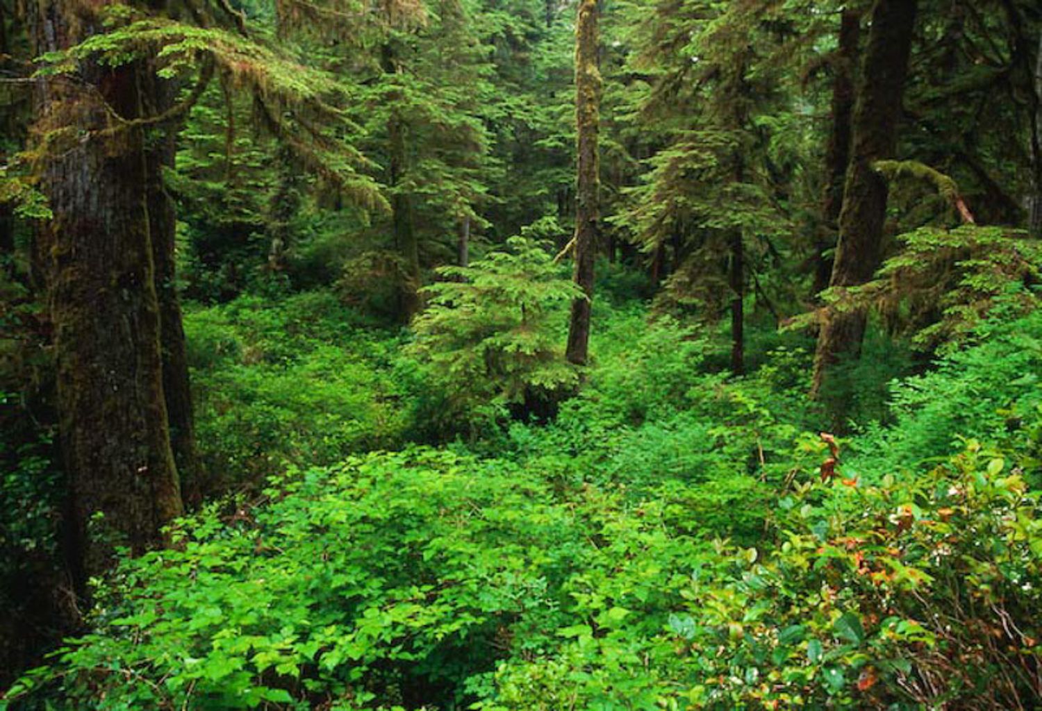 Lush green forest understory with ferns and moss growing beneath tall evergreen trees in the Pacific Northwest of Vancouver Island, Canada
