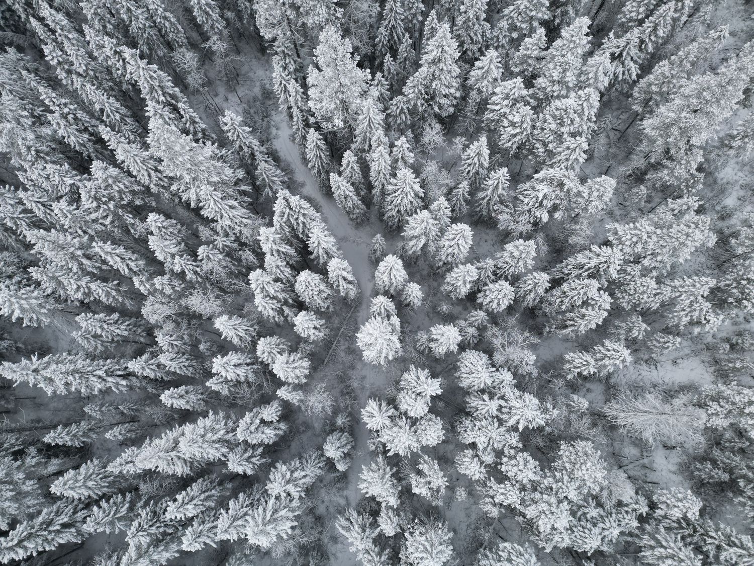 Aerial view of a dense snow-covered evergreen forest in winter, with frost-laden pine trees creating a stunning white landscape in Banff.