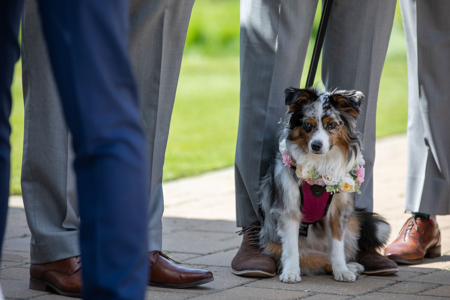 Adorable Australian Shepherd dog wearing floral collar stands between groomsmen in gray suits at outdoor wedding In Canmore