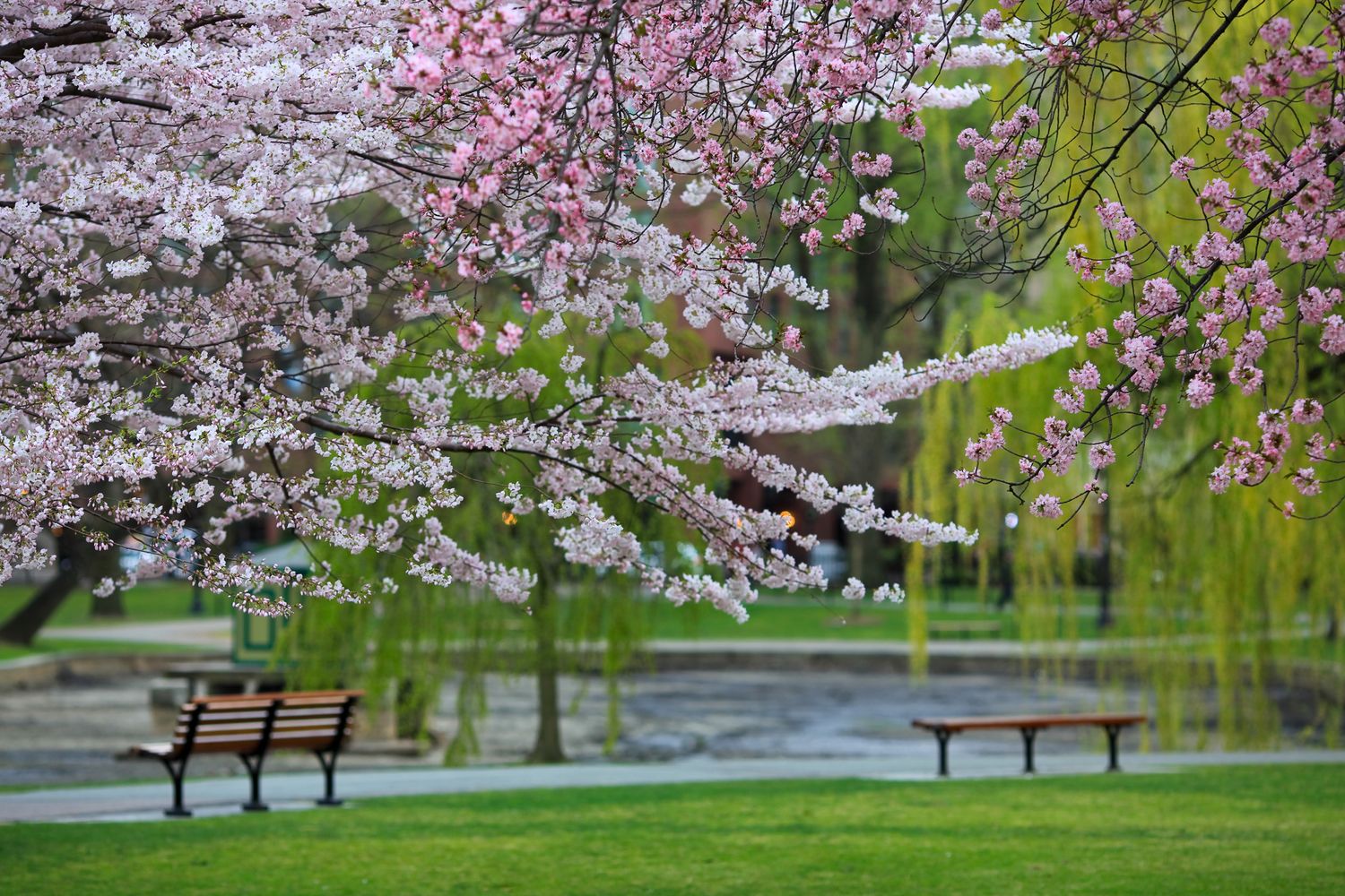 Cherry blossom trees in full bloom line a peaceful park path with benches and lush spring greenery. Boston, Massachusetts. USA