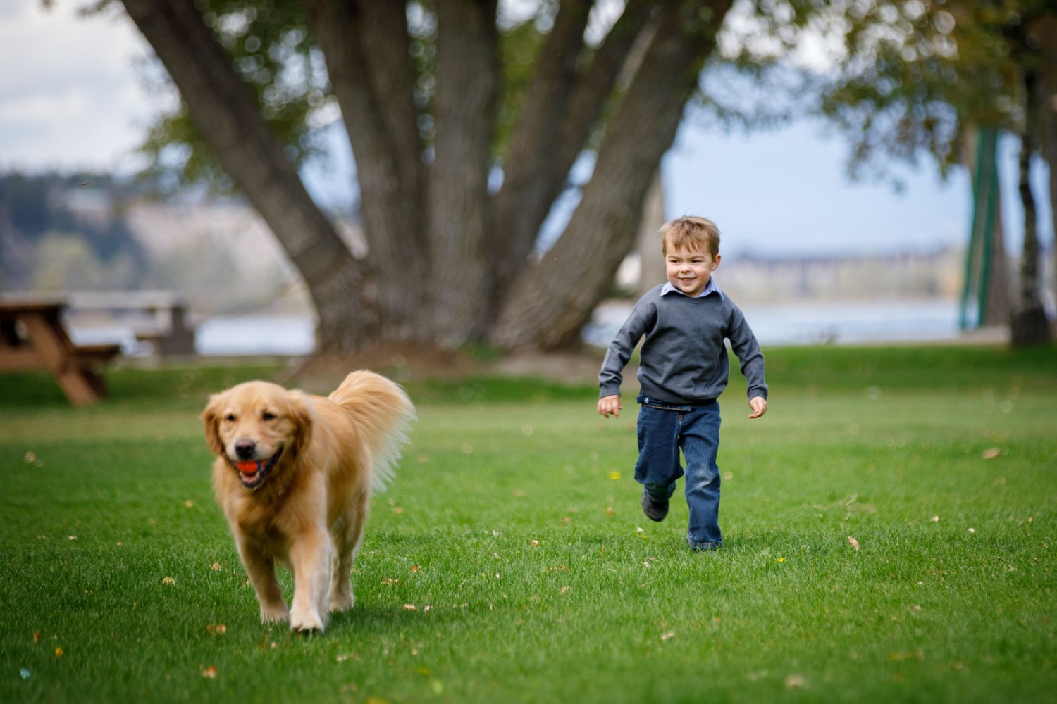 A playful golden retriever runs through a green park with a small child following behind on a sunny day at Timber Ridge in Windermere, BC