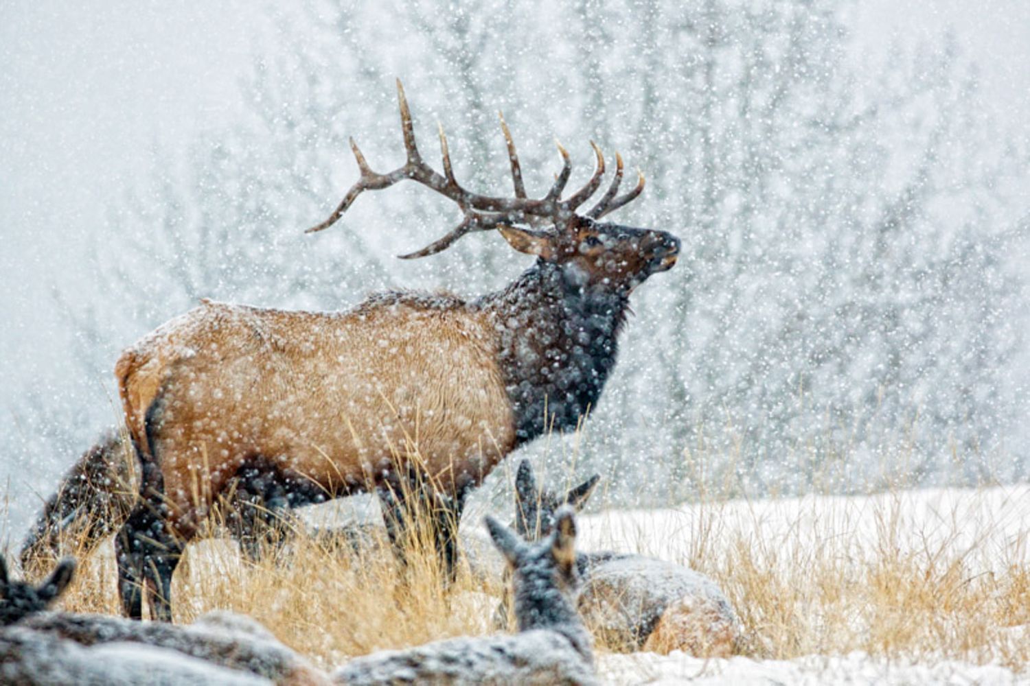 Bull elk walking through deep snow during a winter storm in a snowy mountain landscape. Canmore, Alberta.
