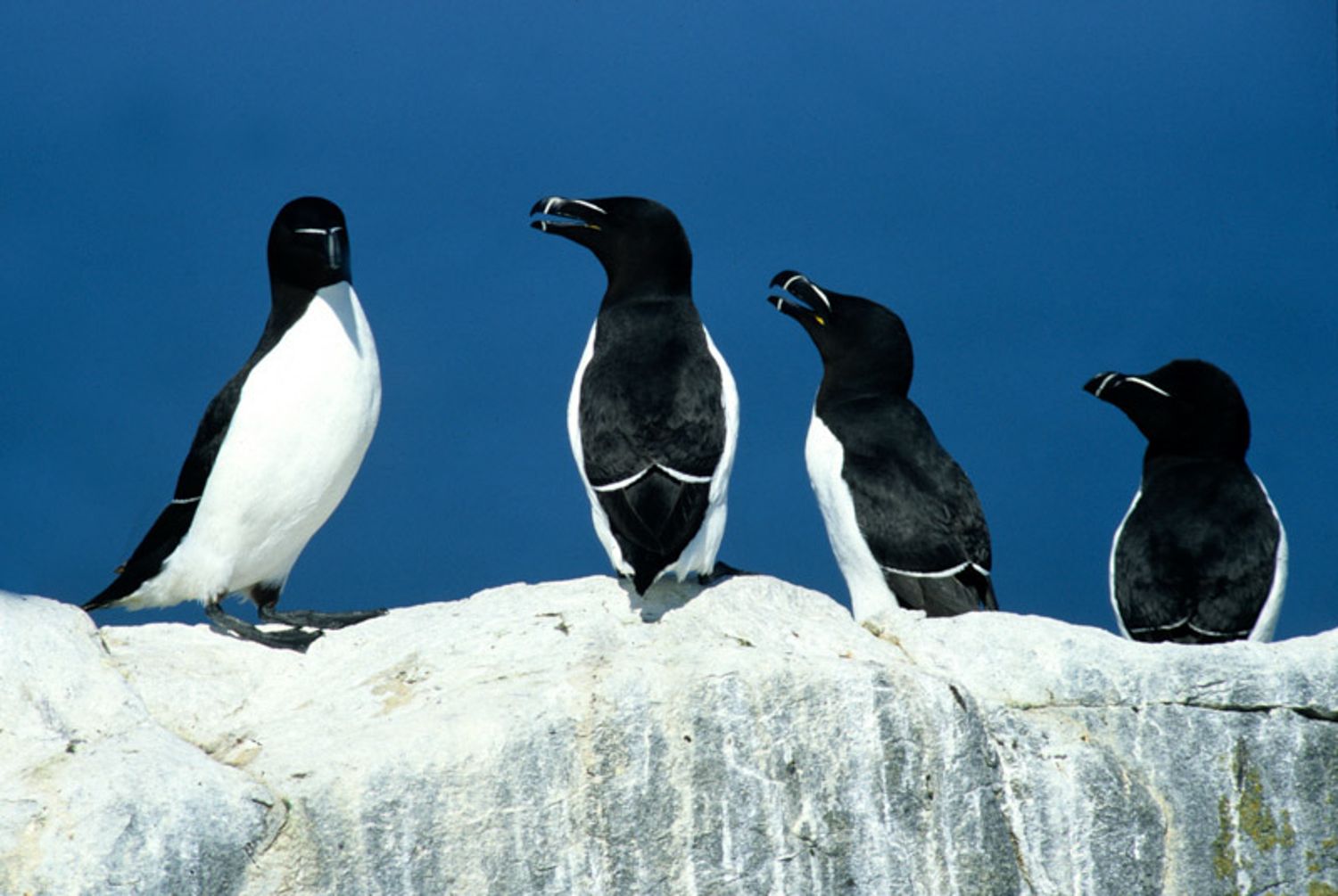 Razorbills perched on a white snowy cliff edge against a bright blue sky background. Grand Manan Island, New Brunswick, Canada