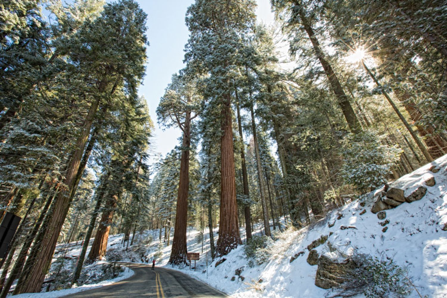Snow-covered forest trail winds through tall pine trees with sunlight filtering through the canopy in winter. Sequoia National Park, CA