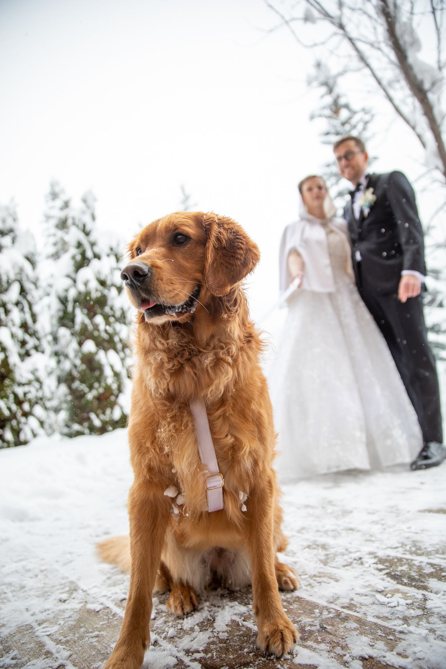 A happy golden retriever sits in the snow while a wedding couple stands in the background during their winter ceremony at Panorama resort BC