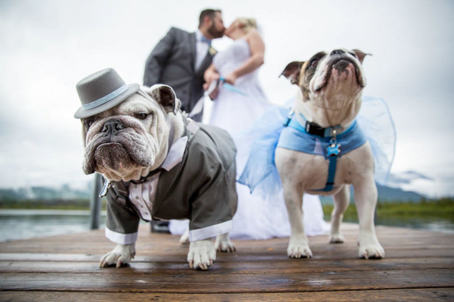 A series of romantic wedding photos showing couples and two dog on a wooden dock by Vermilion Lakes in Banff National Park, Banff