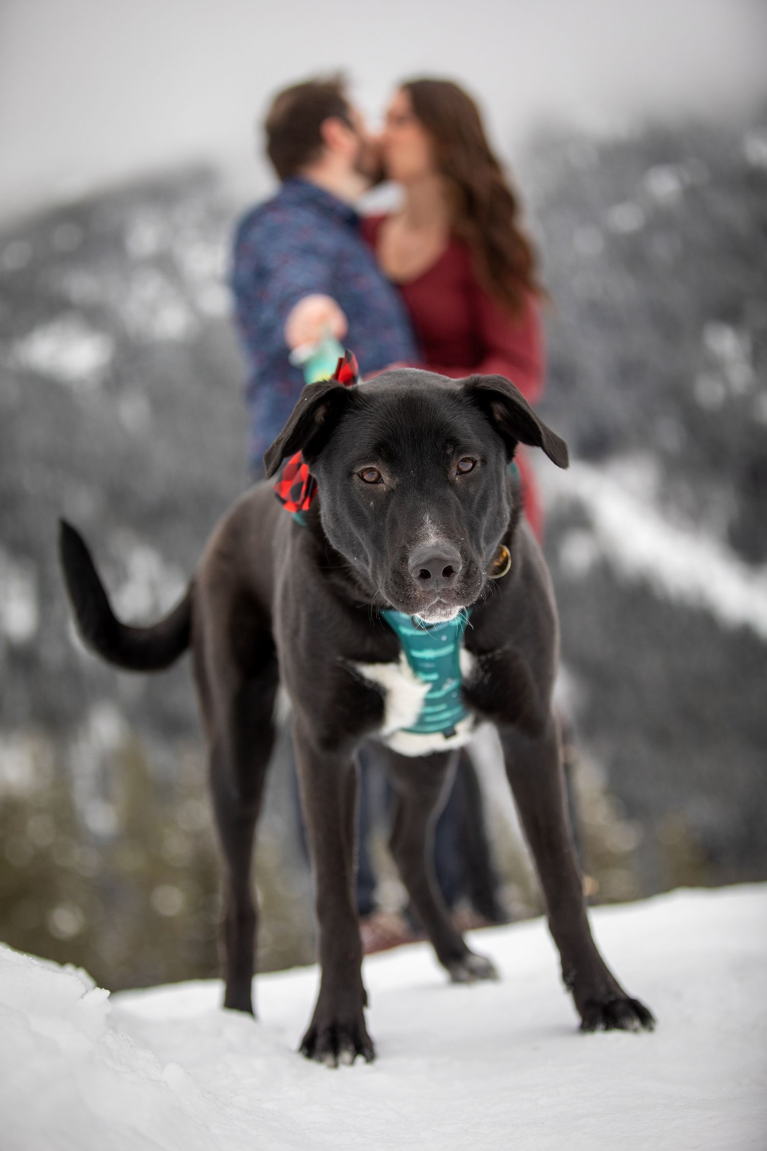 A playful black lab puppy frolics in the snow while wearing a festive holiday scarf and bow at Grey Wolf Panorama, BC