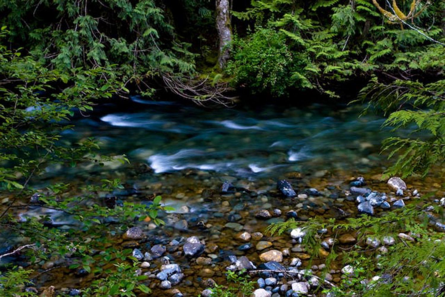 A tranquil stream flows through a lush green forest with sunlight filtering through the trees. Qualicium Falls Park, Vancouver Island, BC.