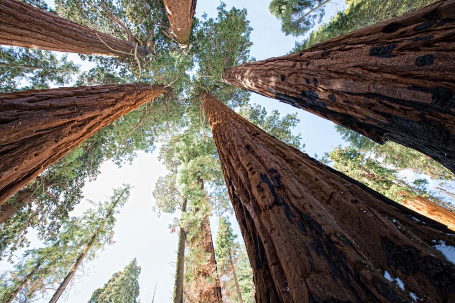 Looking up at towering giant sequoia trees from ground level shows their massive trunks reaching toward the sky. Sequoia National Park, CA