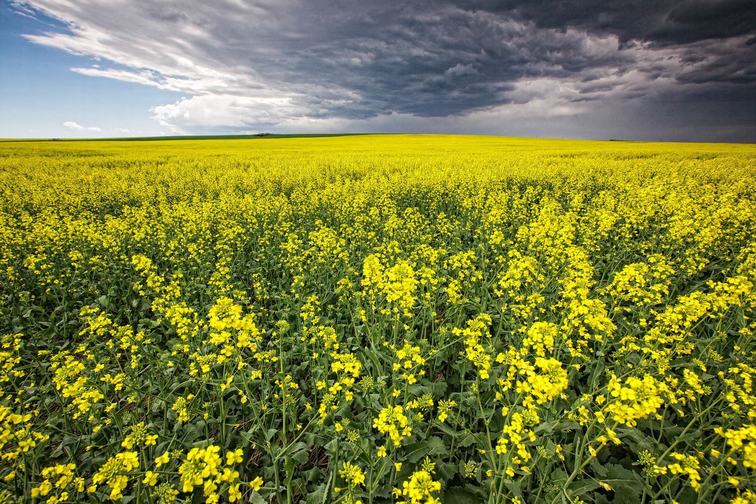 A vast yellow canola field stretches to the horizon under dramatic storm clouds in the countryside. Drumheller, Alberta.