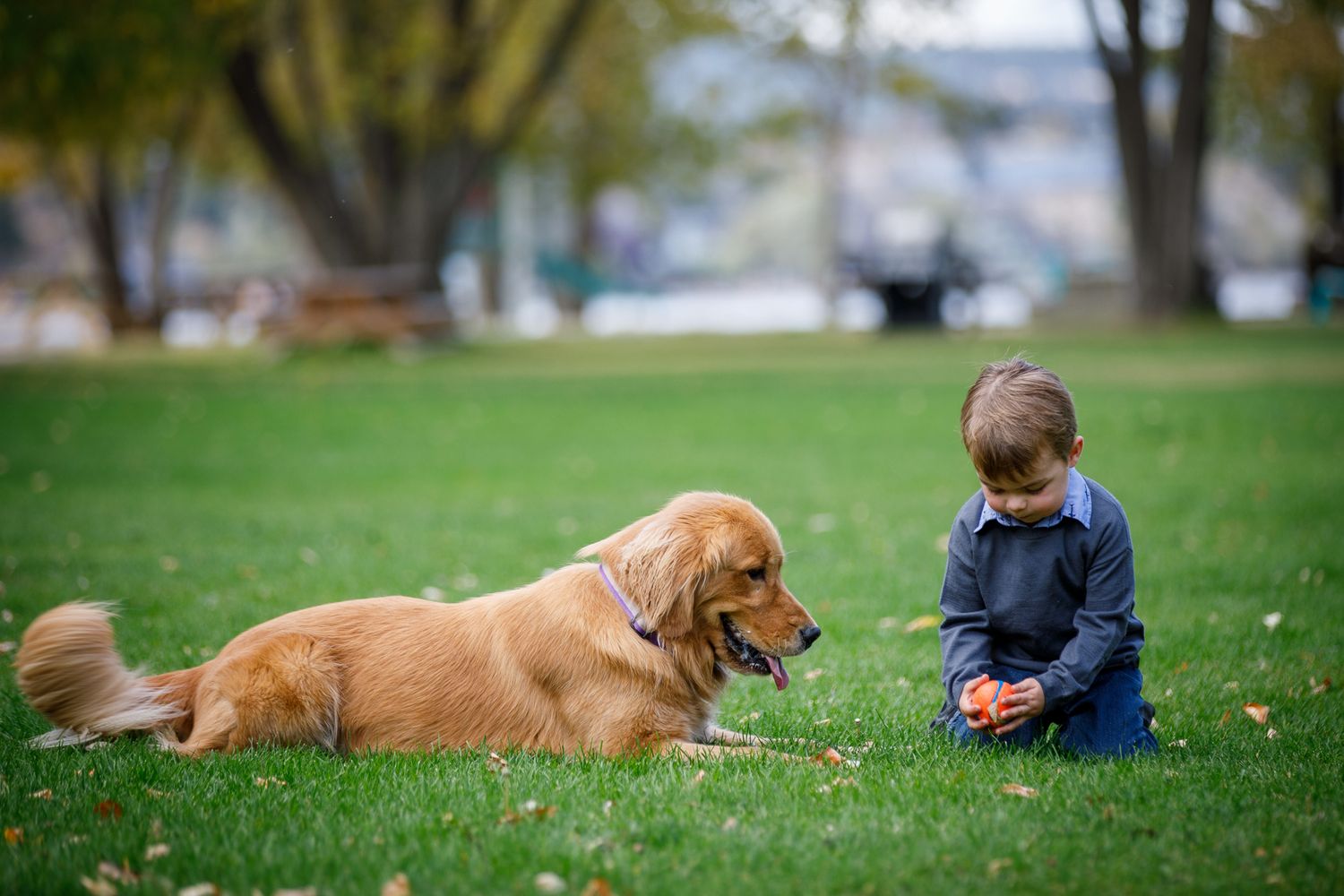 Dogs playing and running on a lush green grass field during a sunny day at Timber Ridge in Windermere, BC
