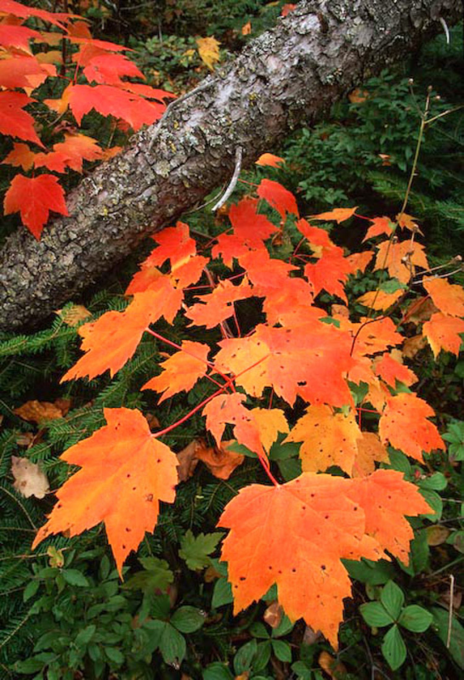 Bright orange and red maple leaves display vibrant autumn colours against dark tree bark and green foliage in nature. Malbaie, Quebec City