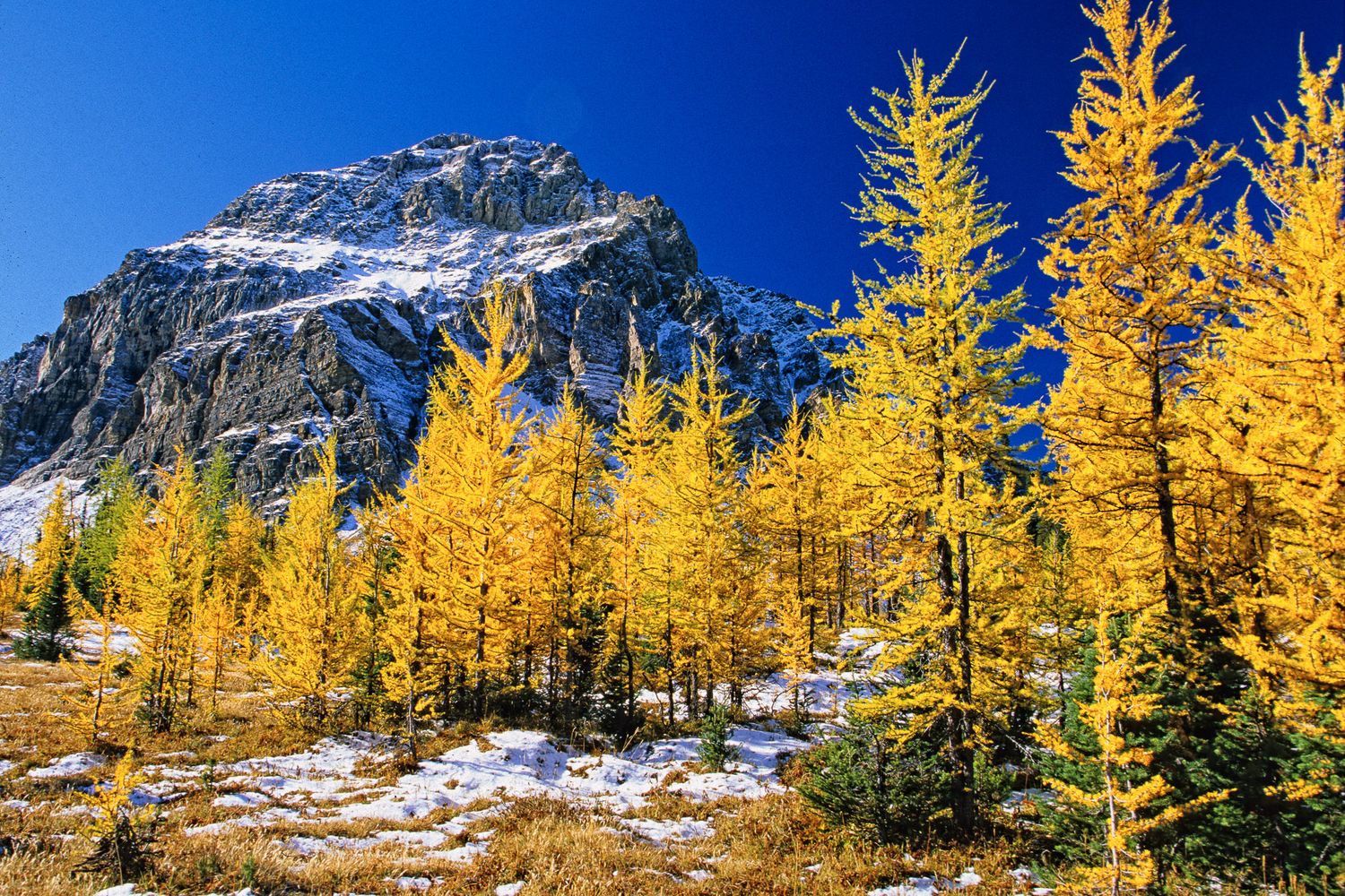 Golden larch trees frame a snow-capped mountain peak against bright blue sky in alpine wilderness landscape. Tyler lake, Banff National Park