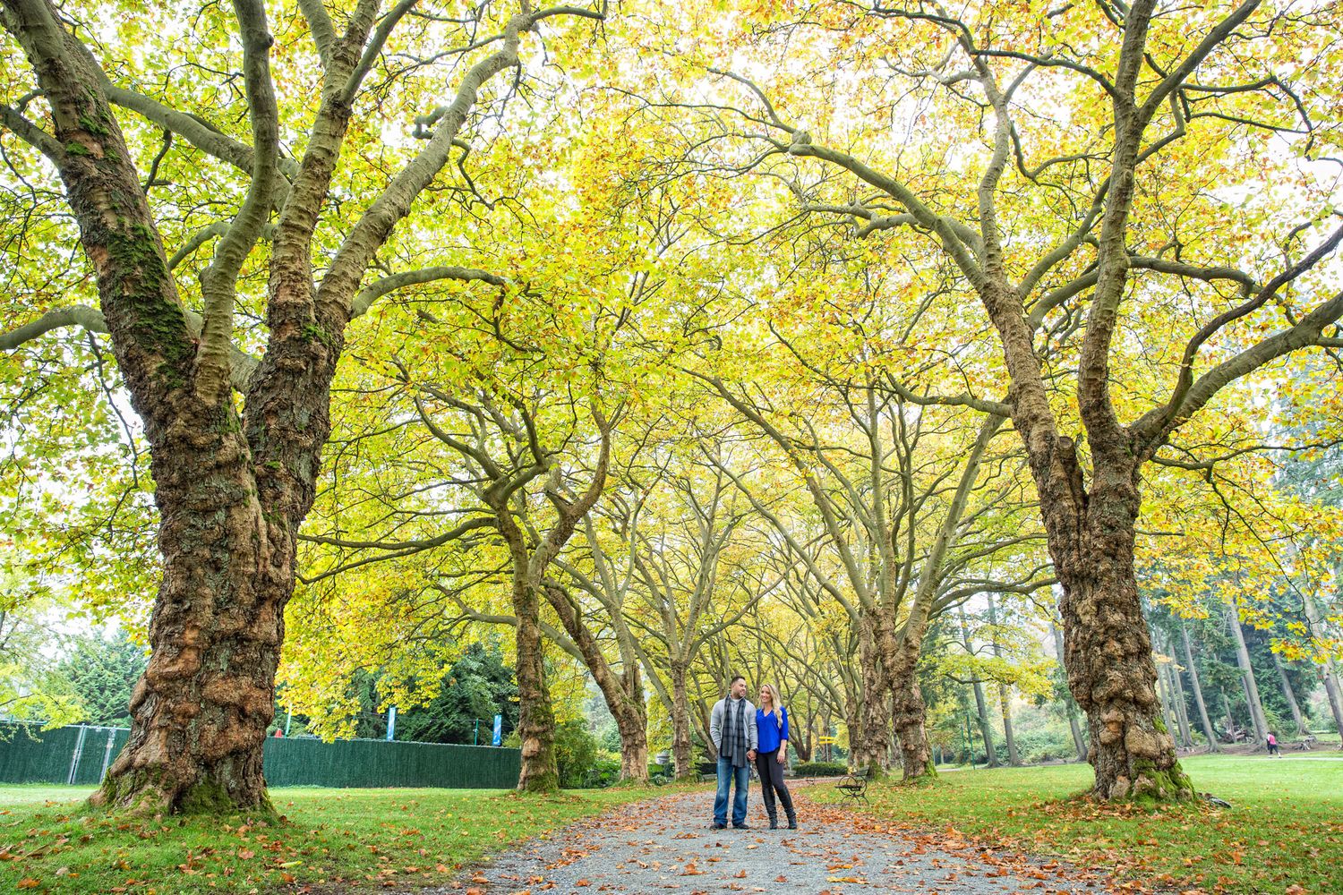 Golden autumn trees line a scenic park path as people stroll beneath the vibrant yellow canopy in Stanley Park in Vancouver, BC.