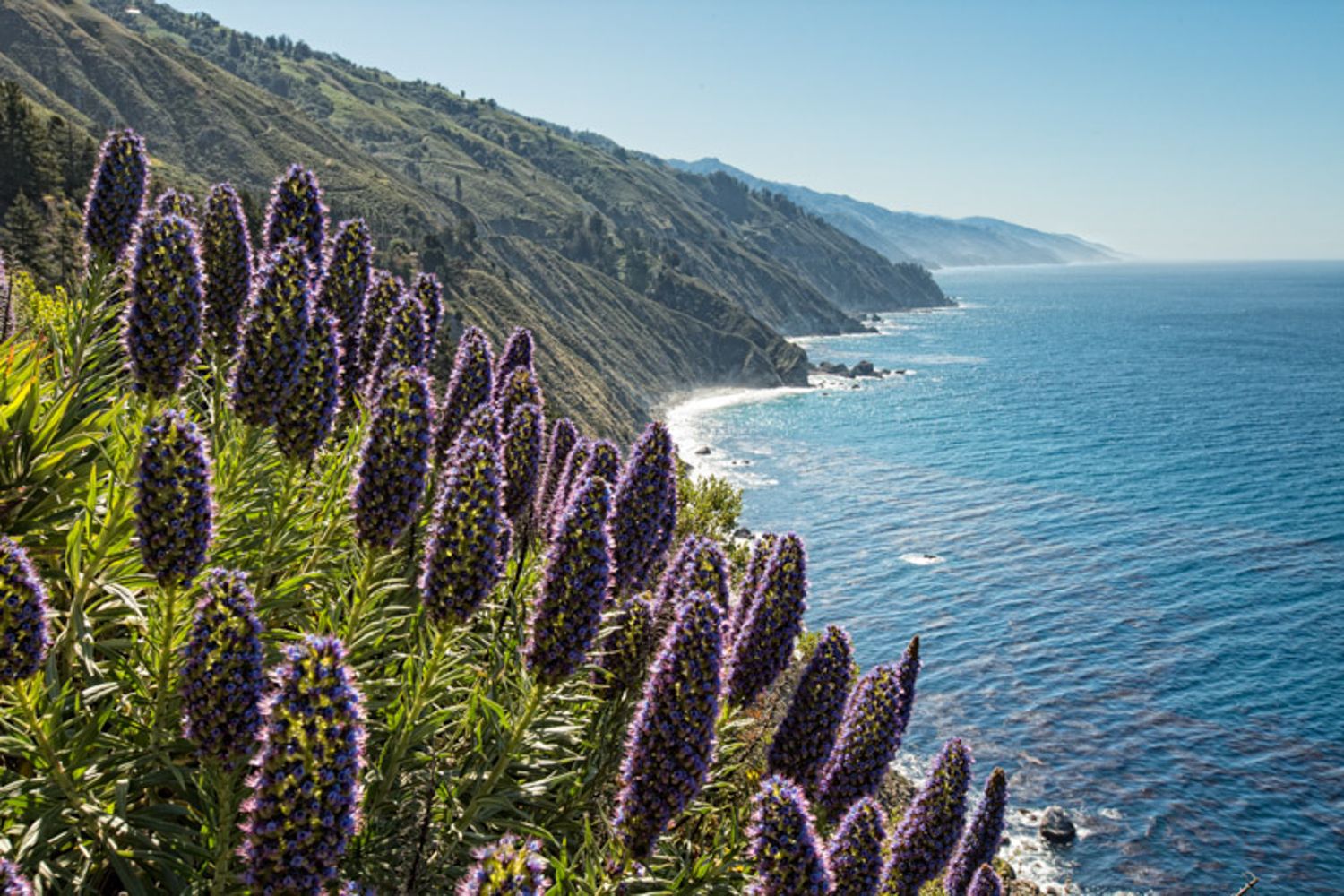 Scenic view of California's Big Sur coastline with purple lupine wildflowers blooming along steep cliffs above the Pacific Ocean.