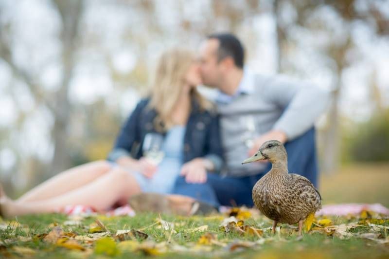 A duck stands in focus in a park as a couple shares a romantic kiss during a picnic in the blurred background at Fish Creek Park in Calgary.