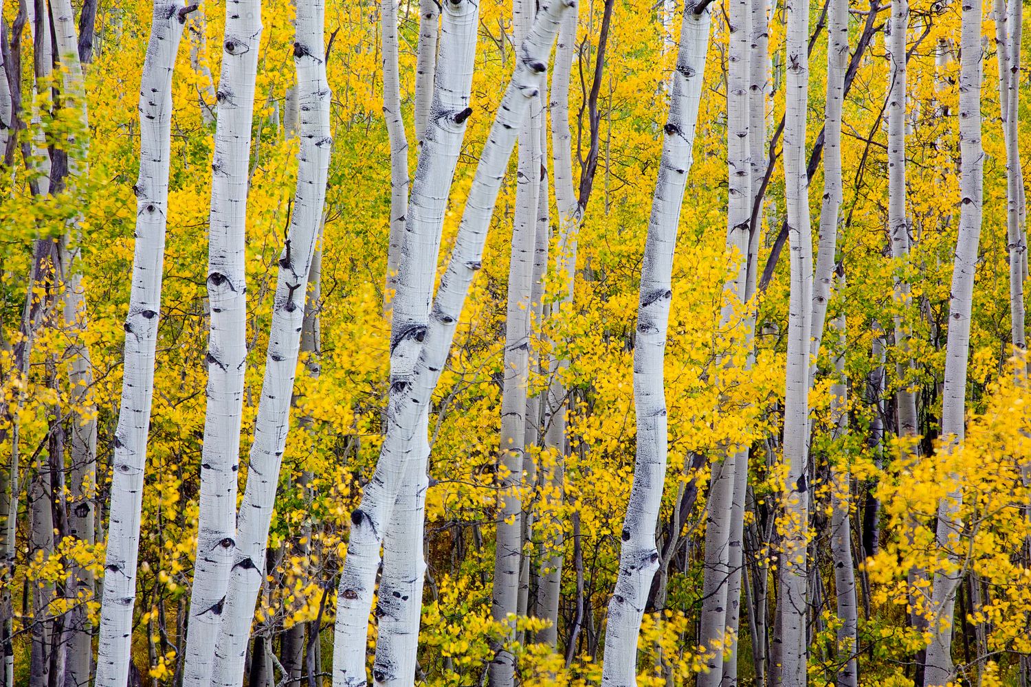 Vibrant yellow aspen leaves contrast against white birch tree trunks in a dense autumn forest. Telluride, Colorado.