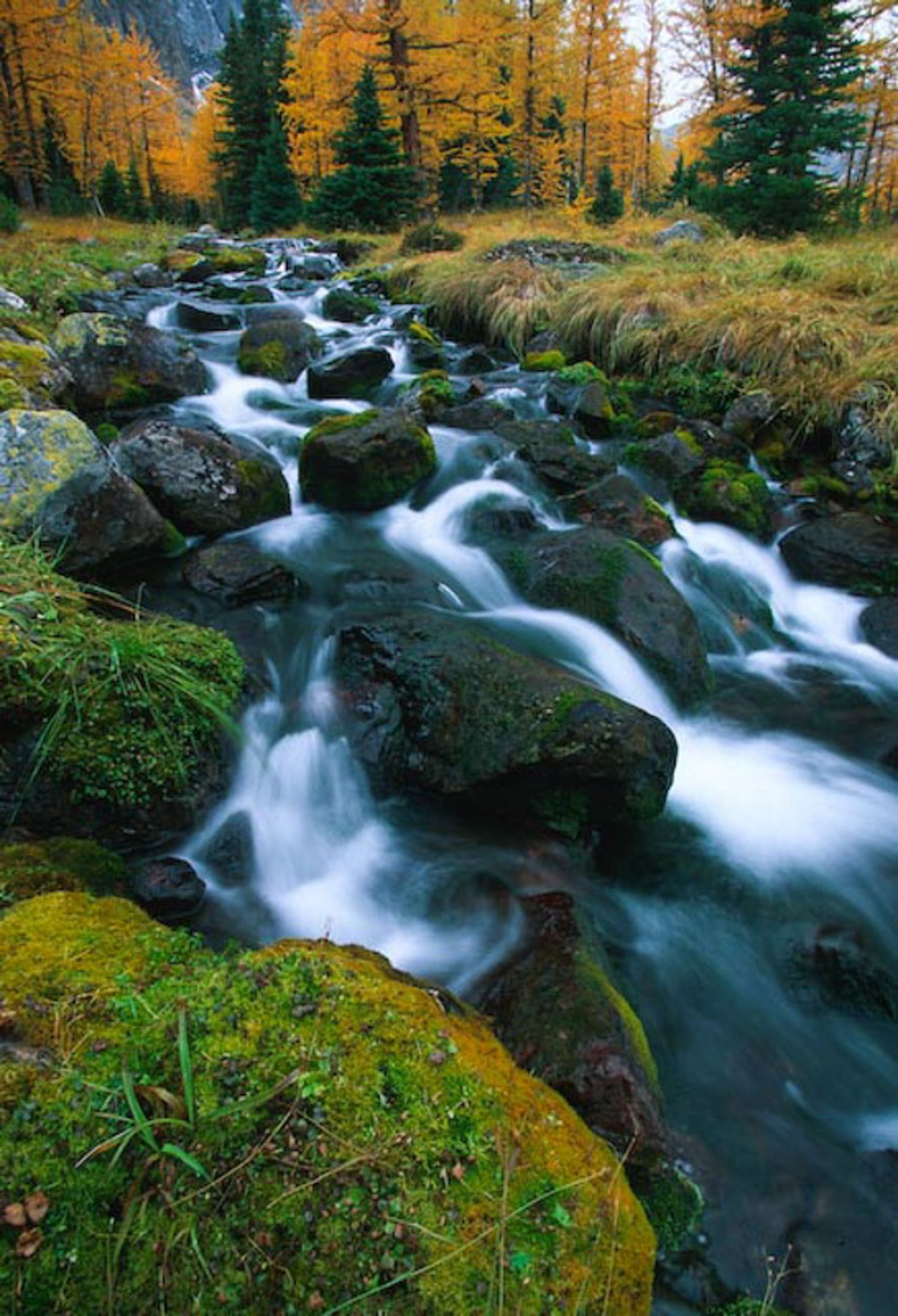 Cascading mountain stream flows over mossy rocks through autumn forest with golden foliage and evergreen trees. Panorama Ridge, Banff, AB
