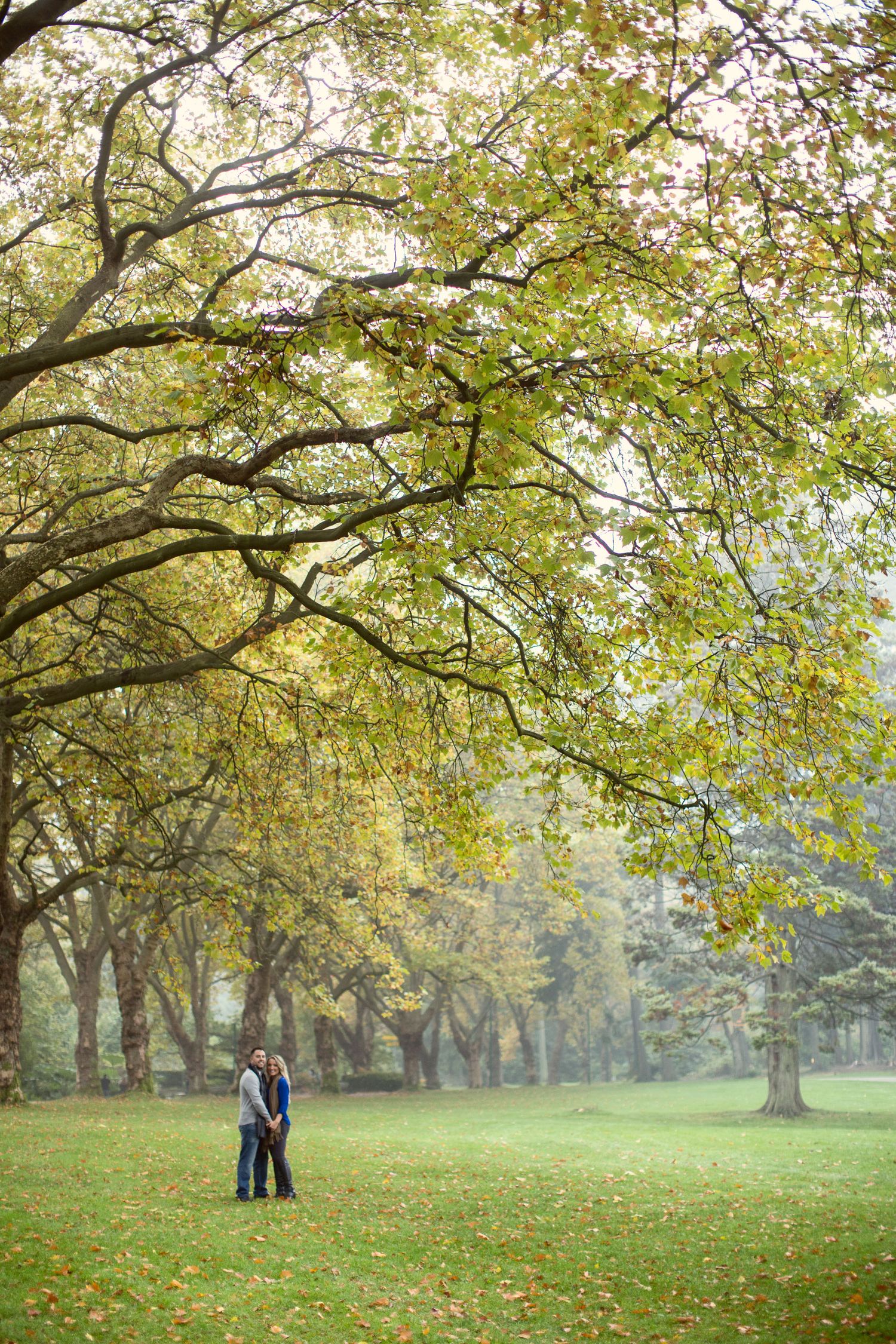 Autumn trees with golden leaves create a peaceful scene in a misty park with scattered fallen leaves on green grass  in Stanley Park in Vanc