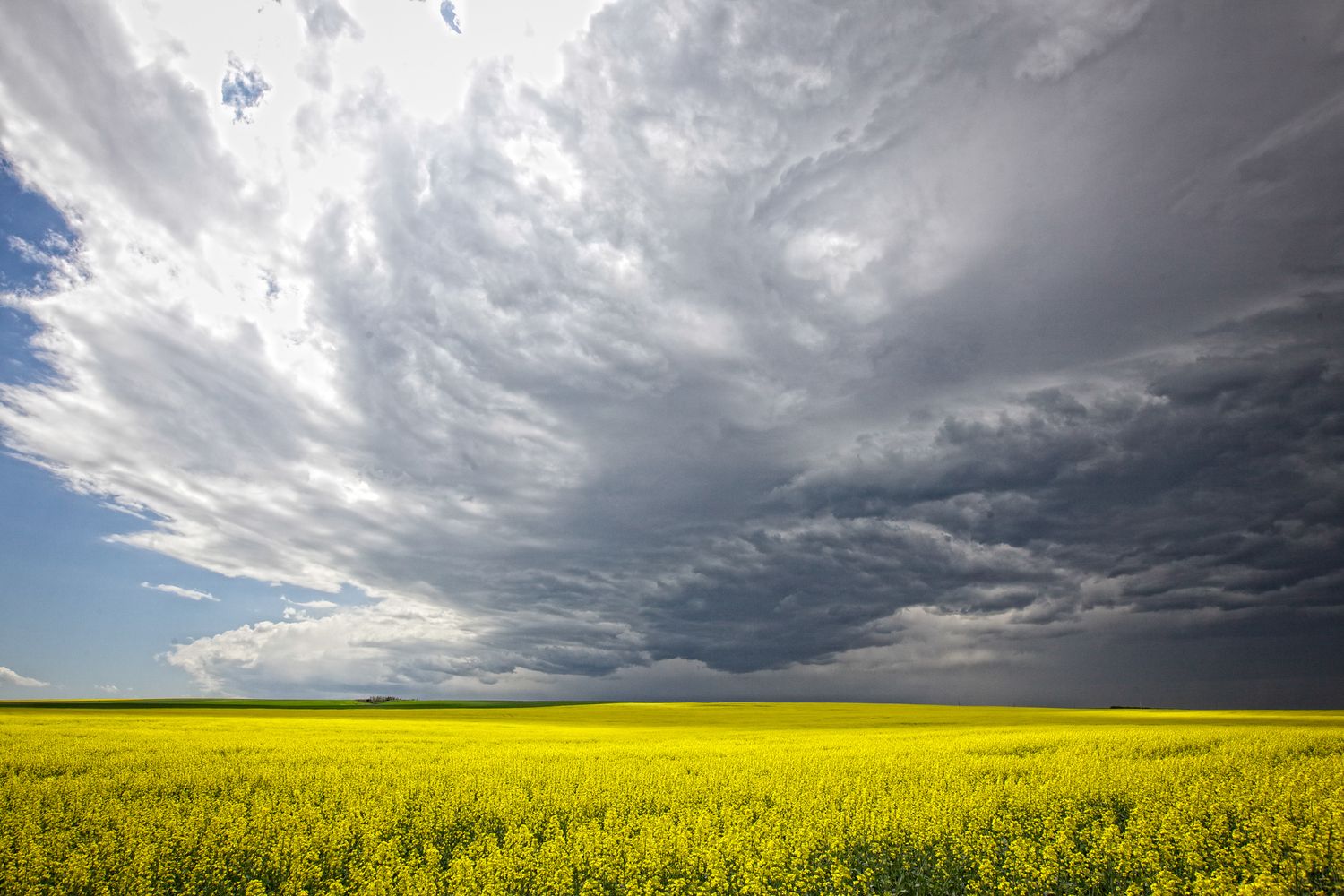 Dramatic storm clouds loom over vibrant yellow canola fields stretching to the horizon under moody prairie skies. Drumheller, Alberta.