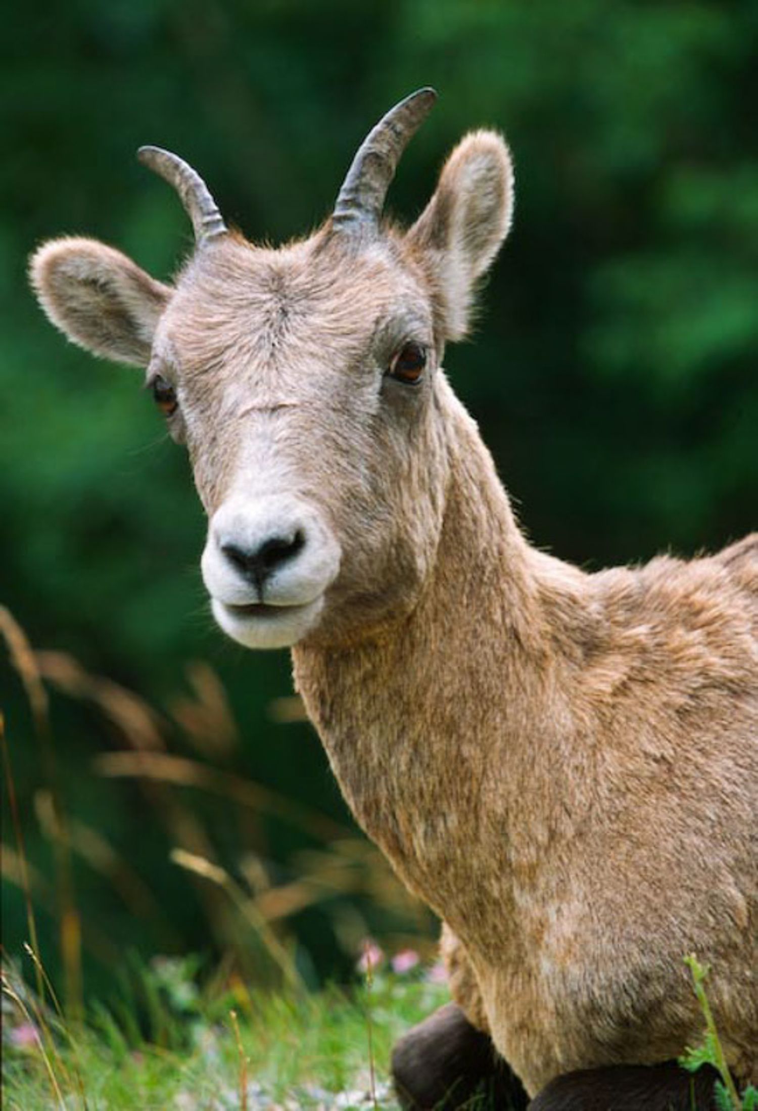 Close-up portrait of a young bighorn sheep with curved horns against a blurred green natural background. Radium Hot springs, BC