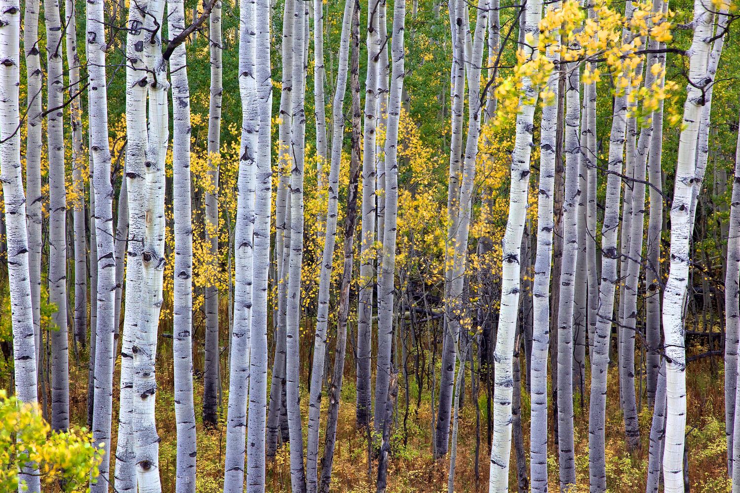 Aspen tree forest in autumn with white birch trunks and golden yellow foliage in a dense woodland setting in Banff National Park.