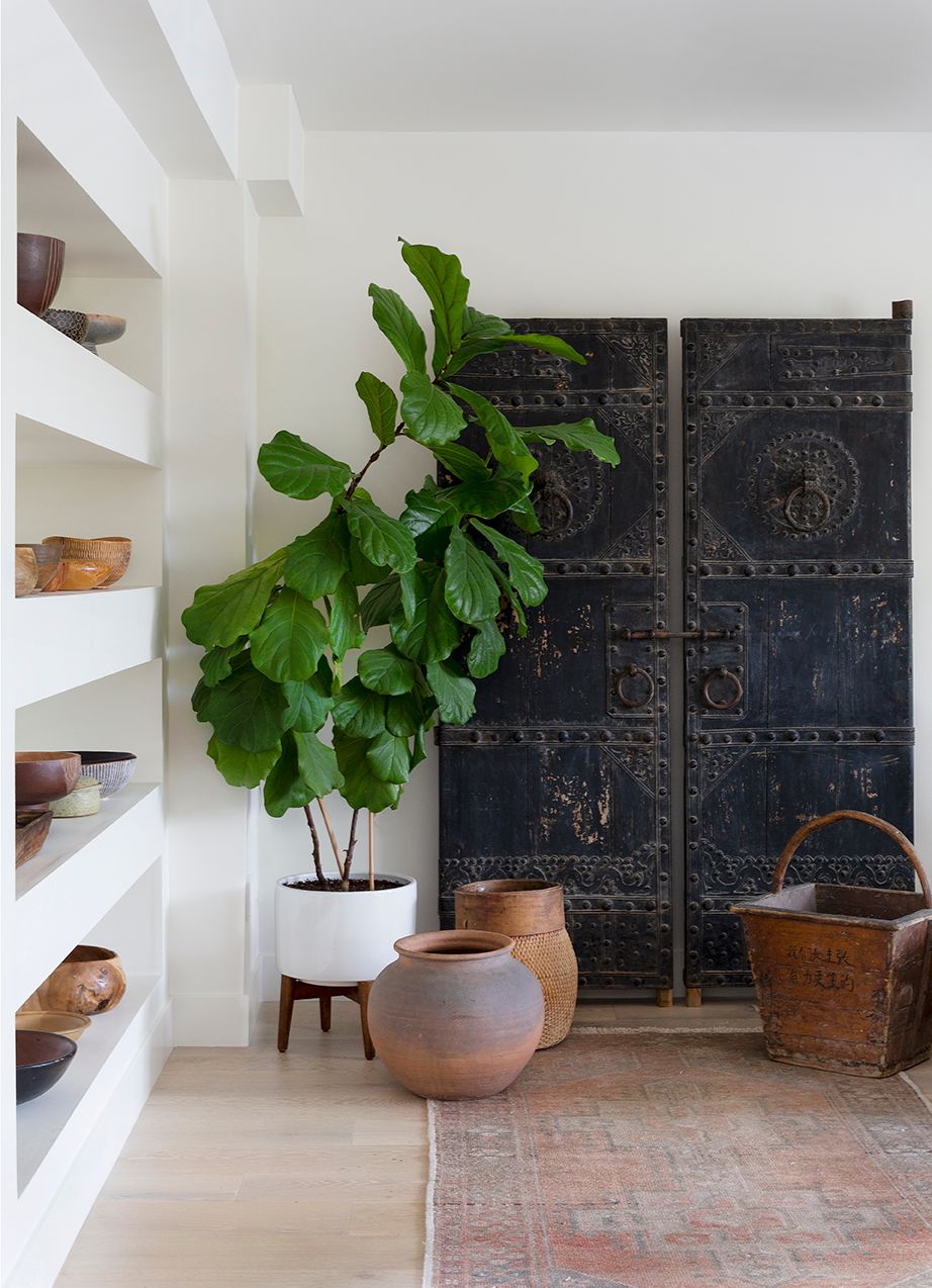Large fiddle leaf fig plant beside ornate black antique doors with white built-in shelving.
